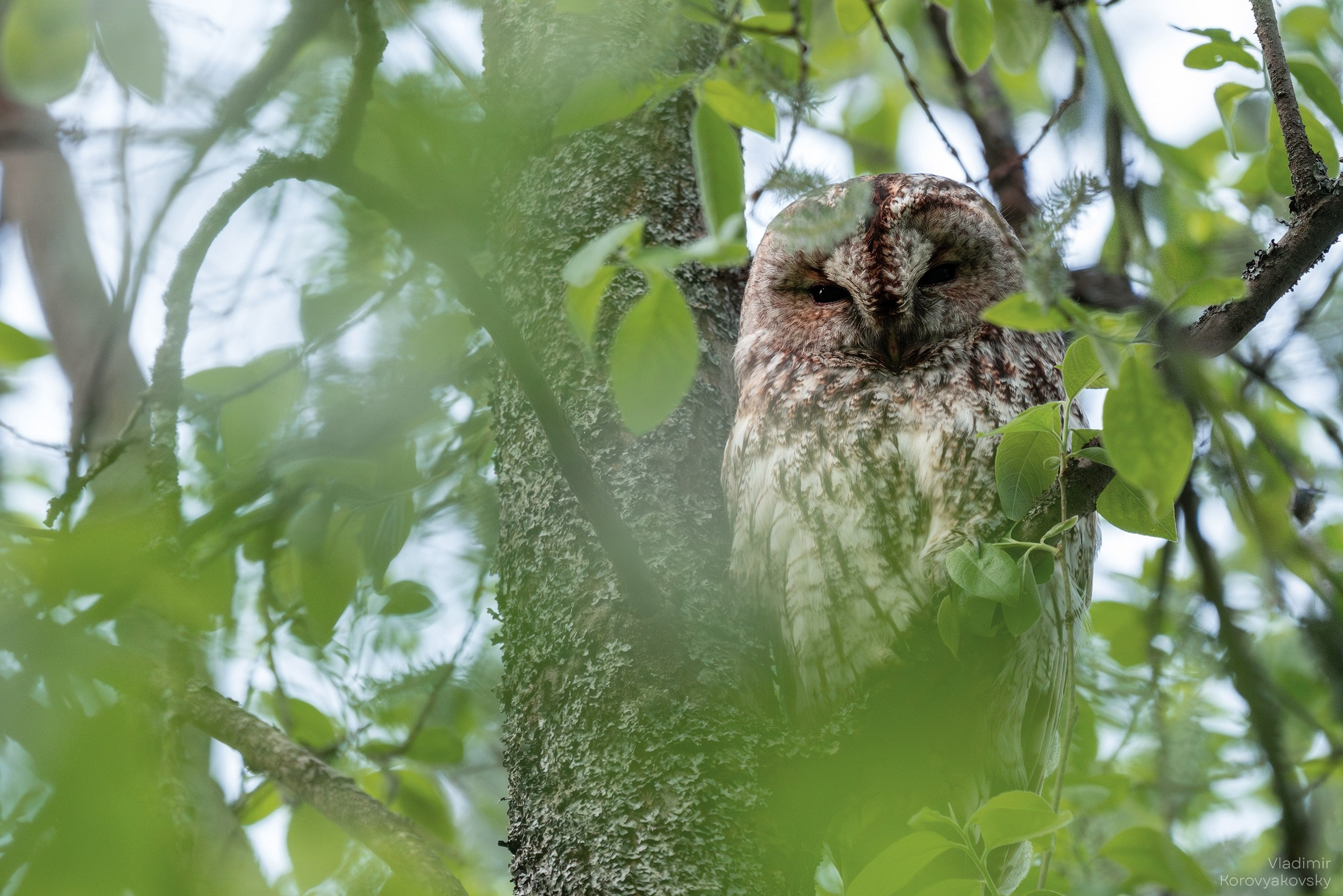 Животные. Фотограф Владимир Коровяковский