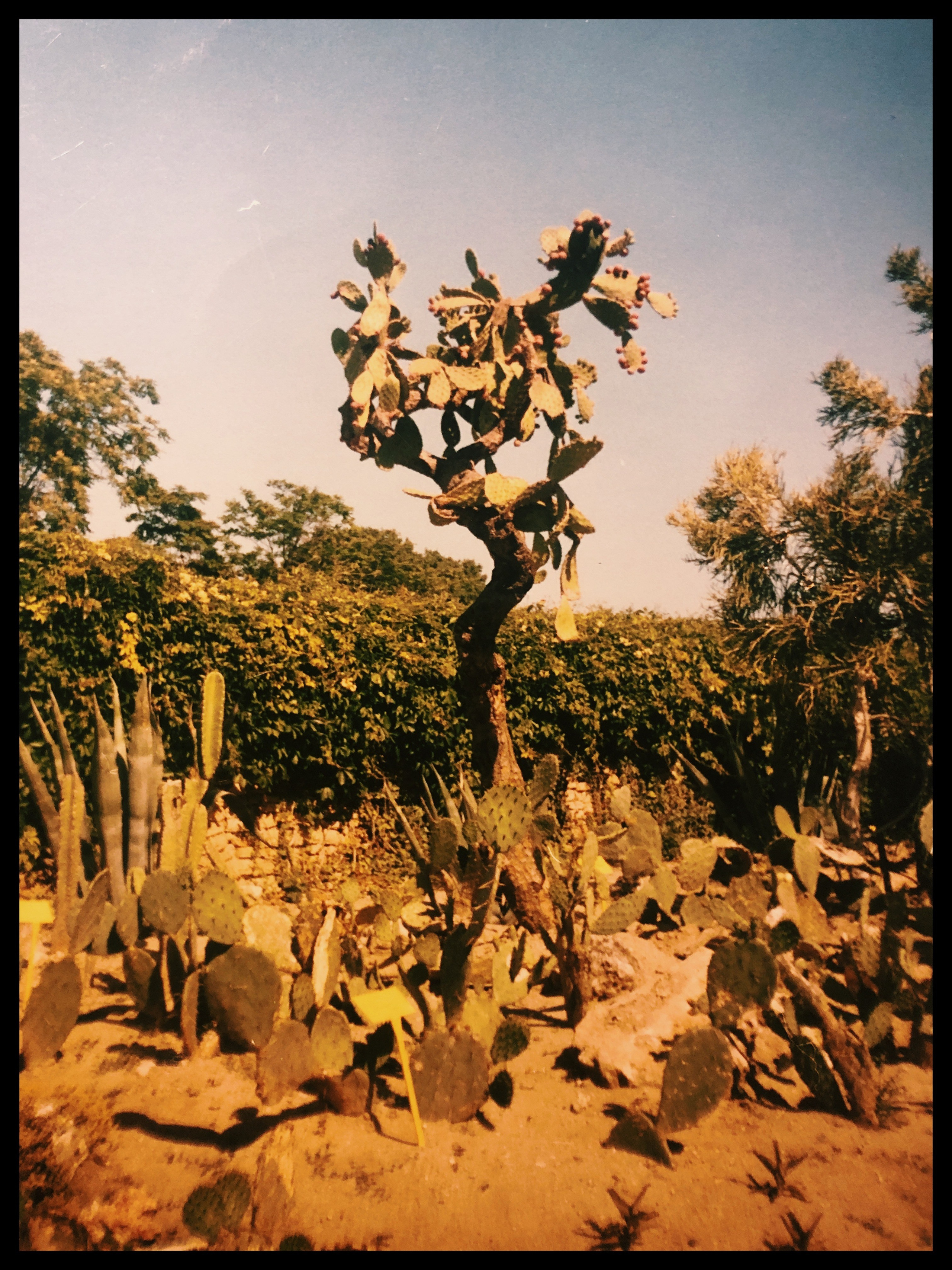 Daria Chigintseva Photographer