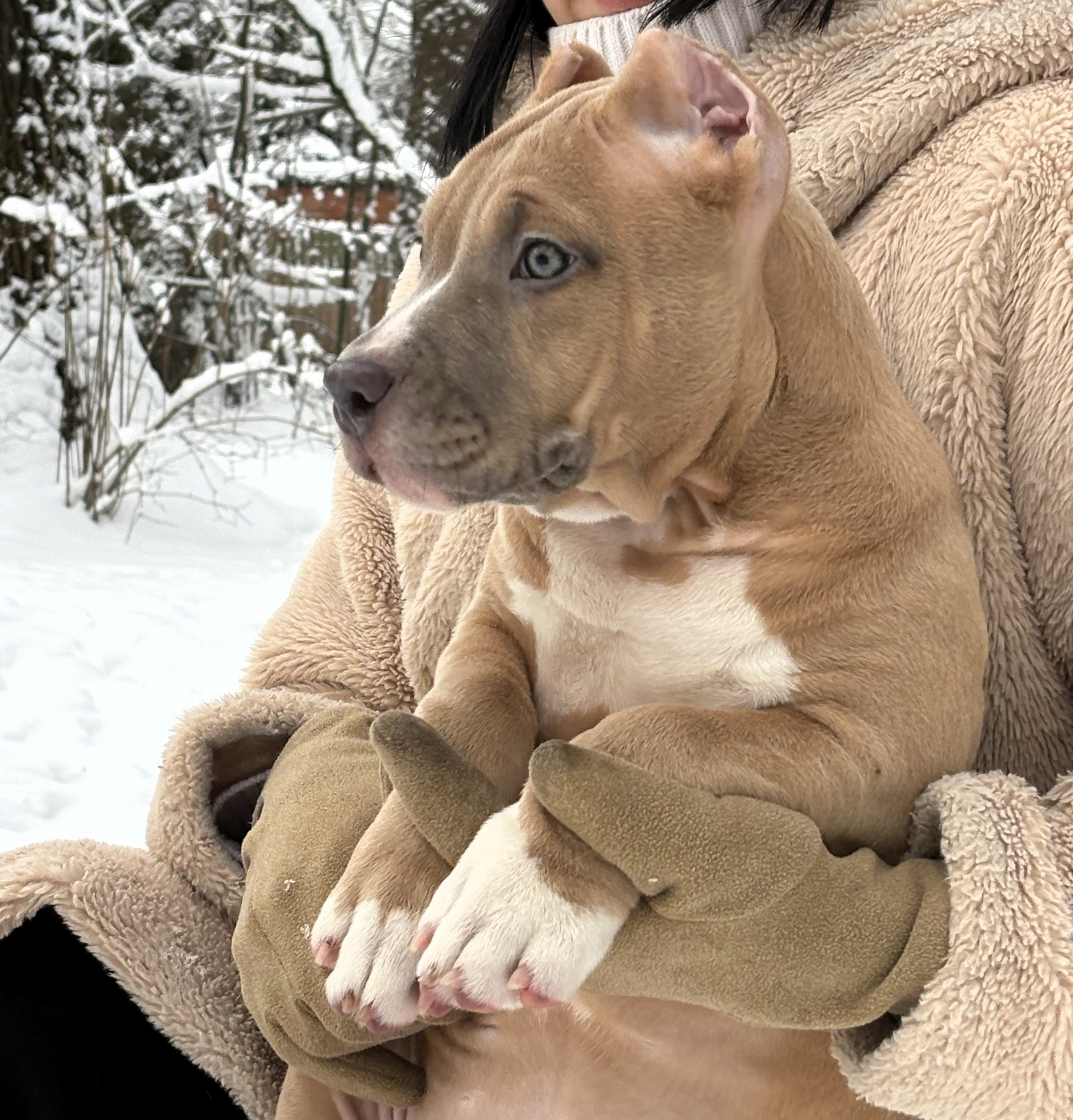 SANGRES FRESCA | Питомник американских булли в Москве и Московской области