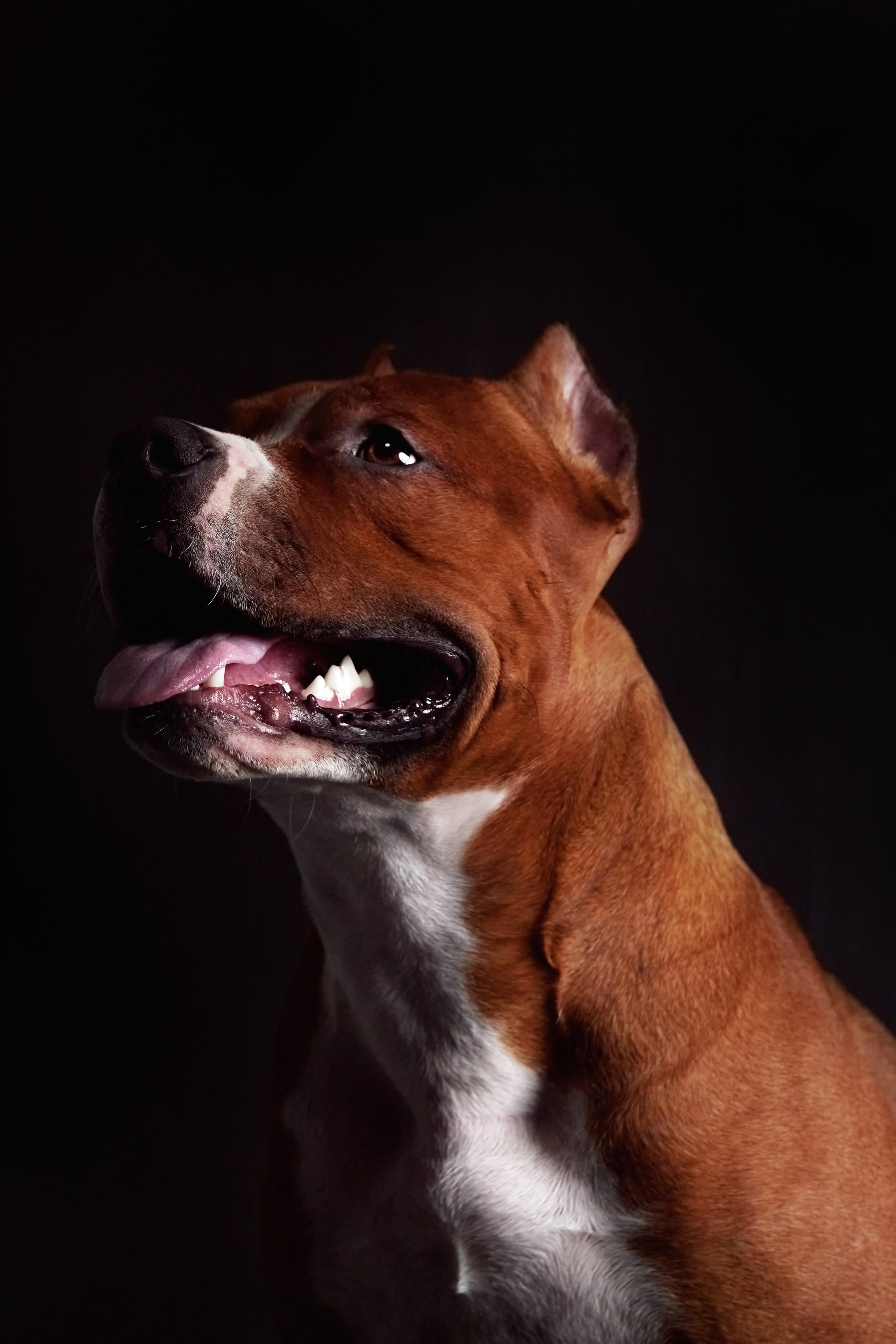 Фотограф анималист — Тула, Москва