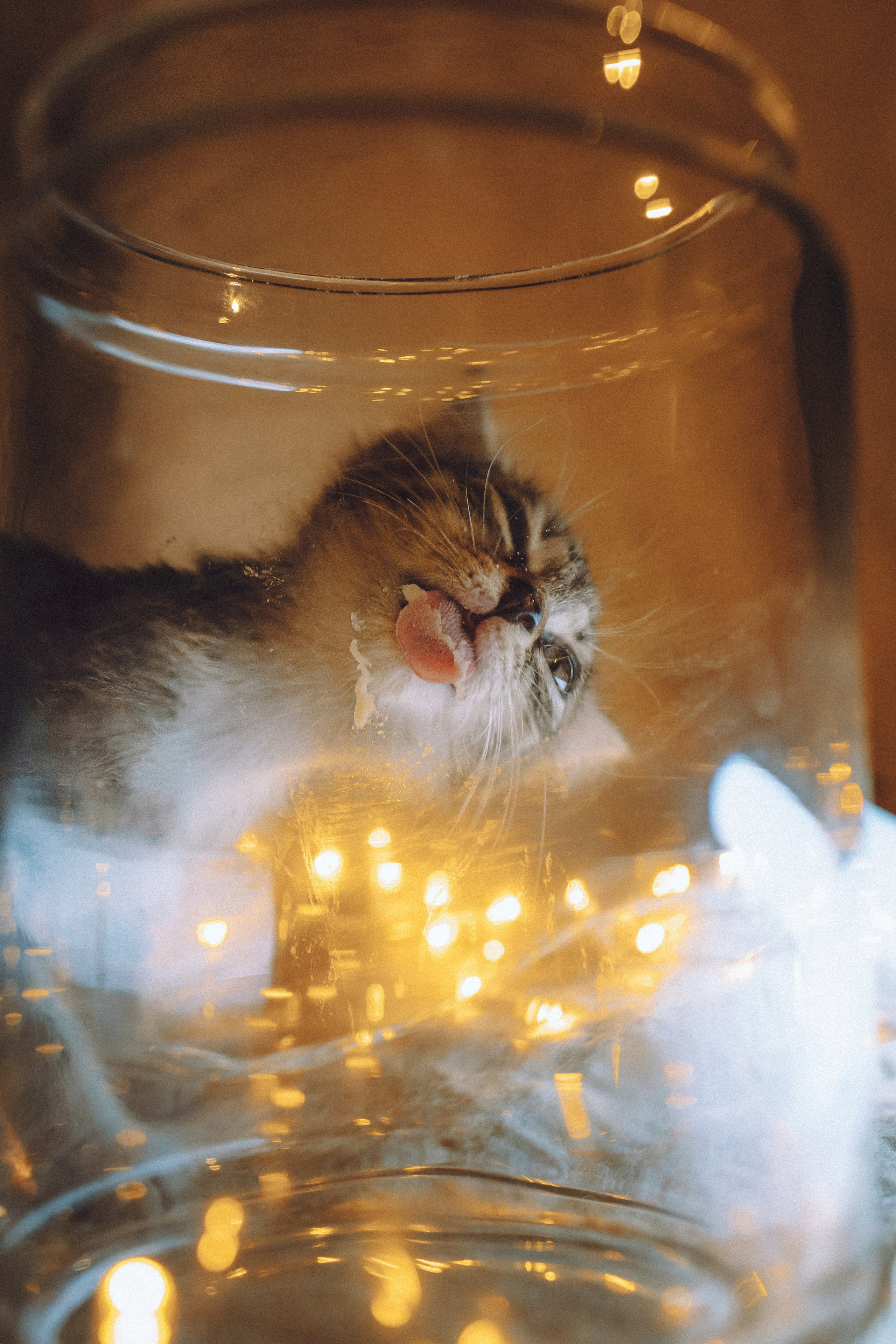 Более 30 идей для фотосессии с котенком