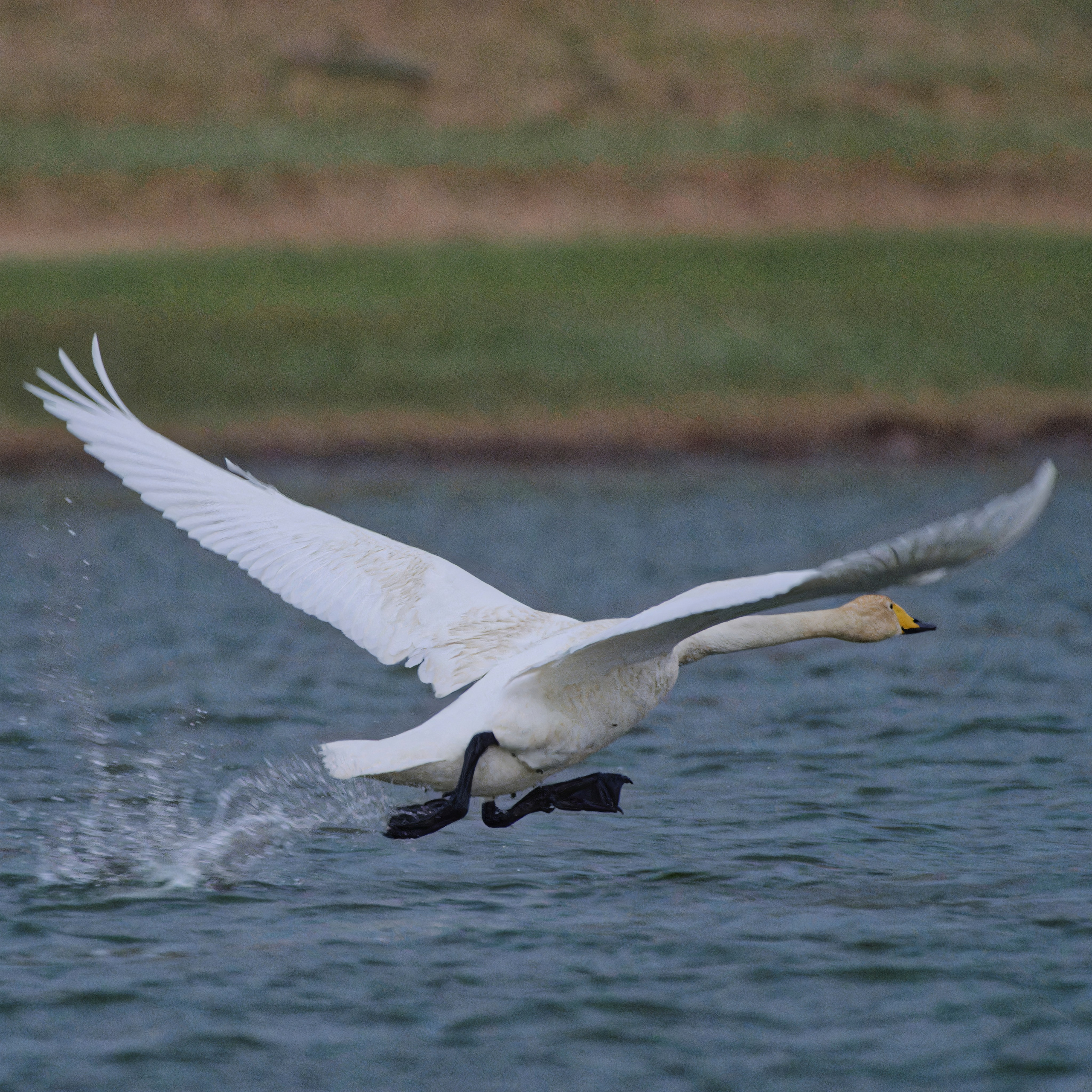 Экспедиция в Монголию (котловина больших озер). Семоха Валерий. Фотограф