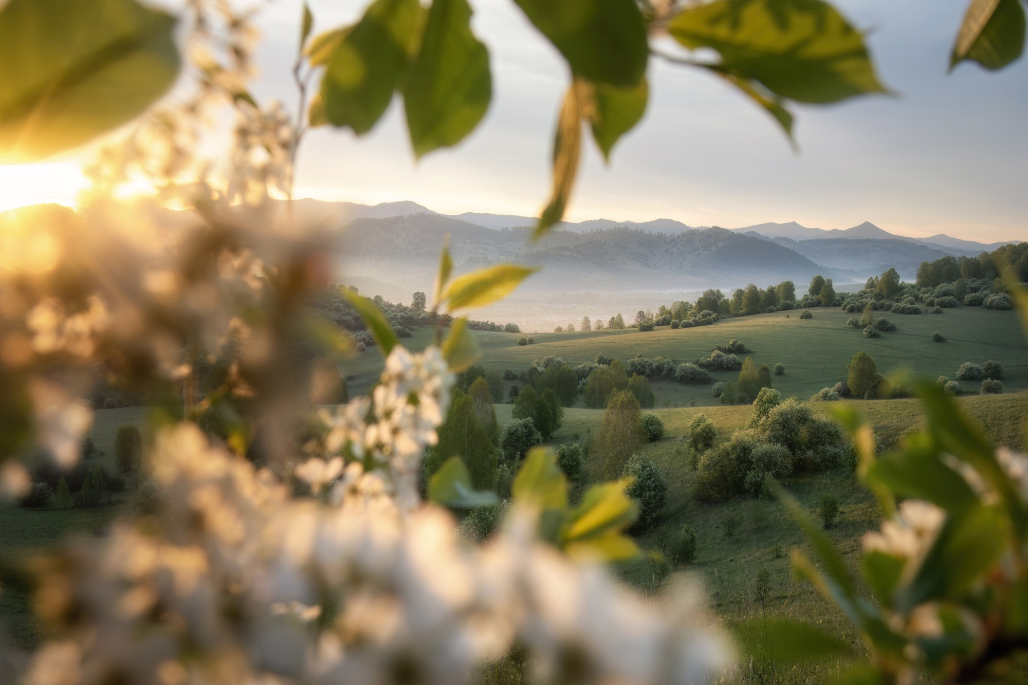 Черёмуховая сказка Холмогорья. Алтайский район, окрестности с. Куяган, май 2024
