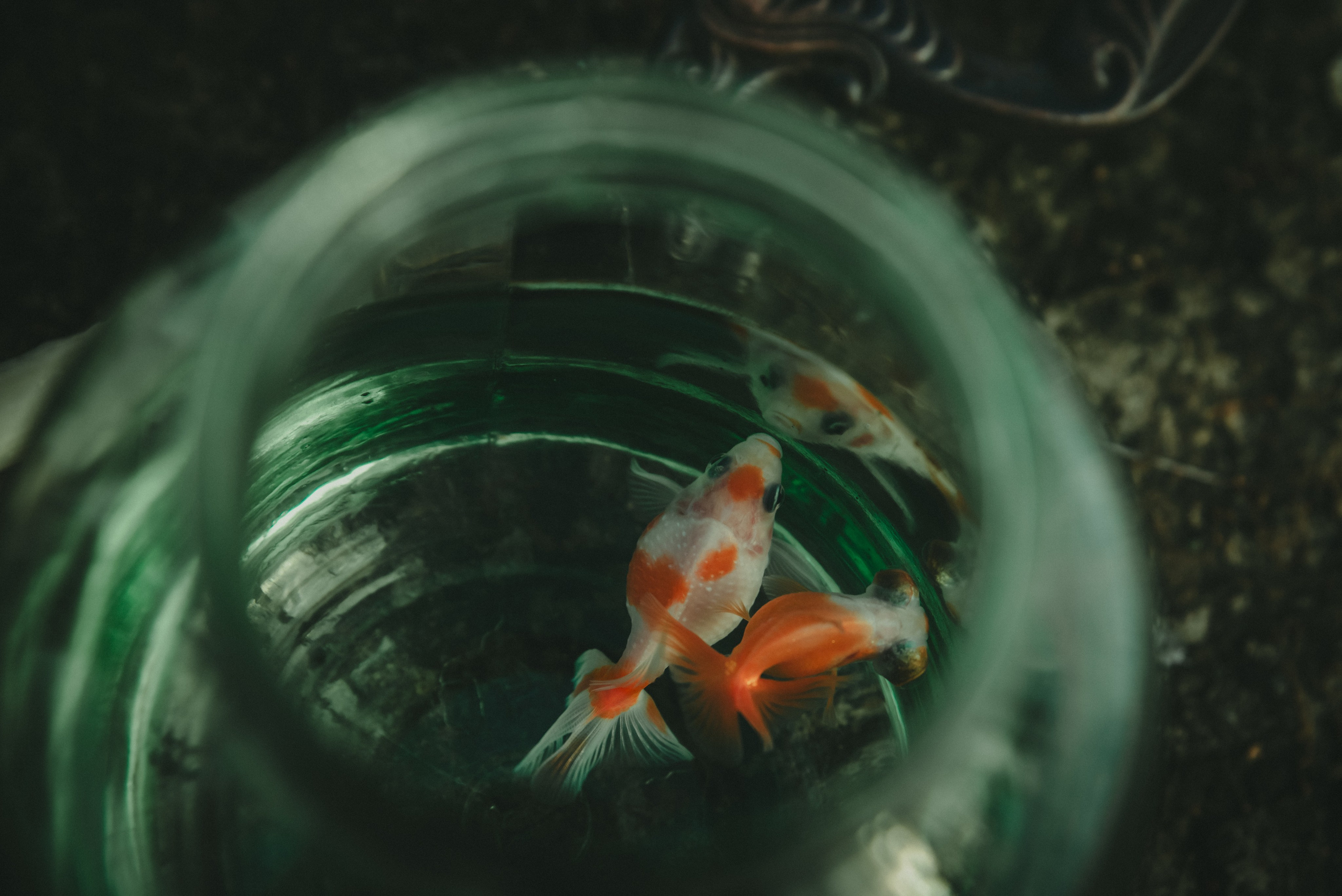 Уэнздей. Фотограф Крещение Венчание Москва