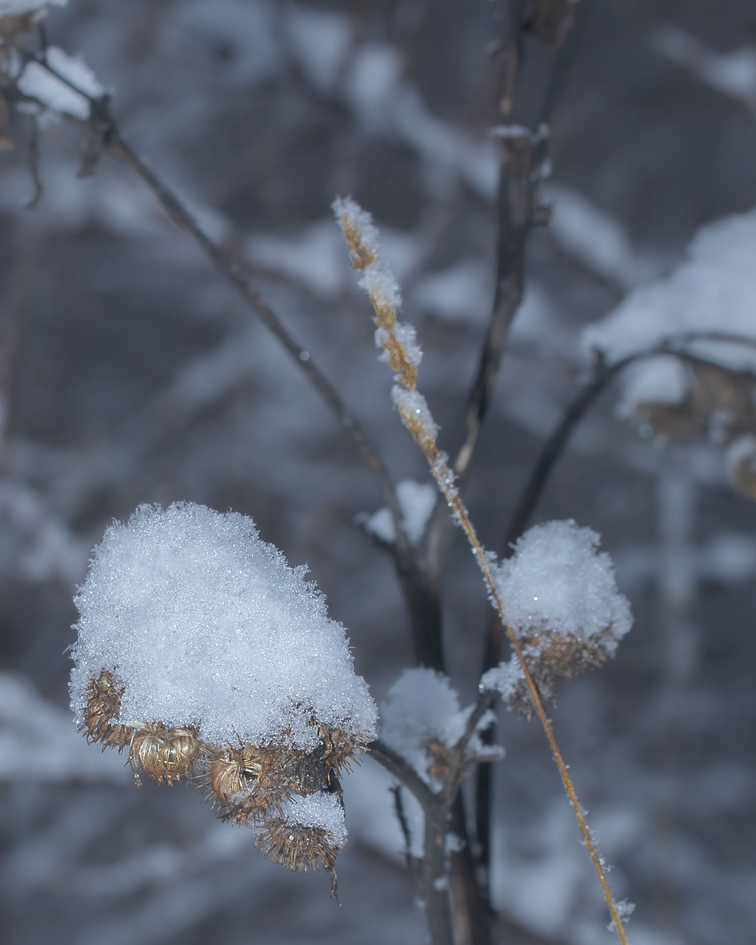 Фотопроект «Зима продолжается». Свадьбы, портретная, предметная съемка. Фотограф Александр К