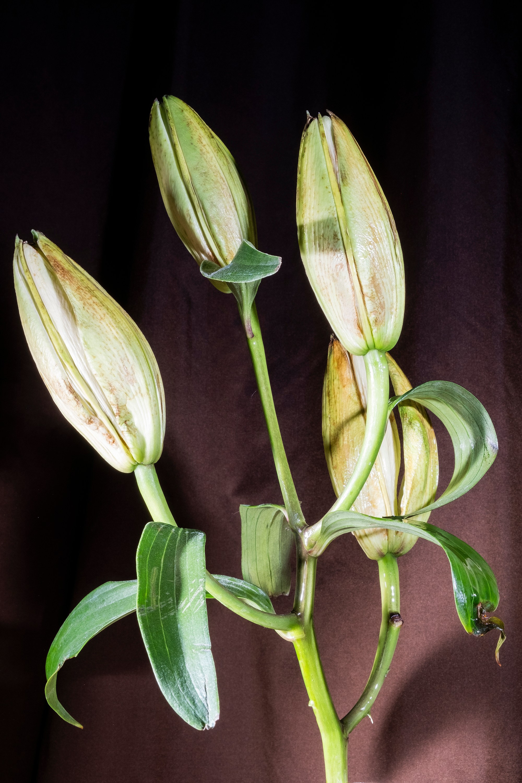 Флирт цветов. Стас Понятовский