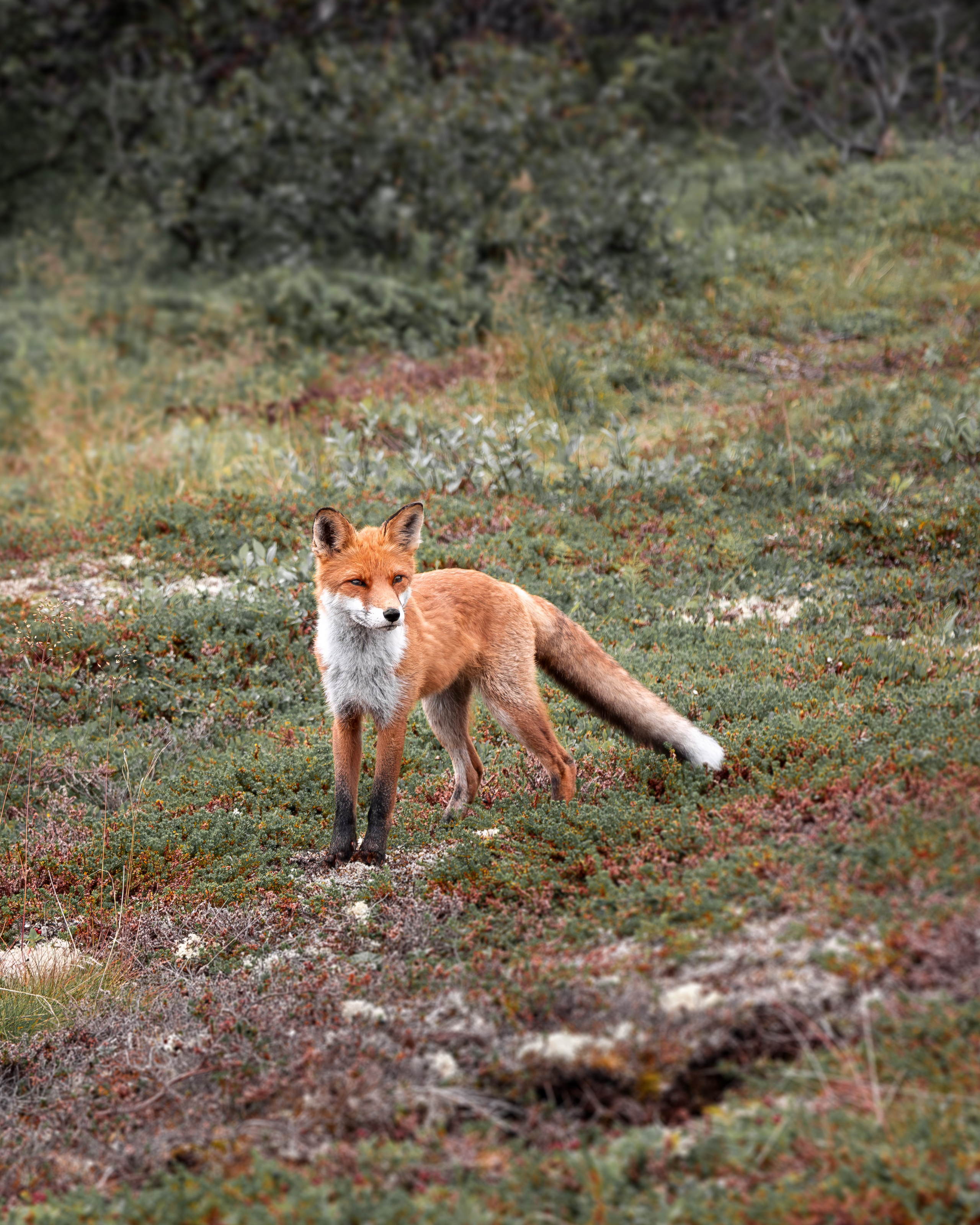 Фотограф дикой природы Роман Исаенков