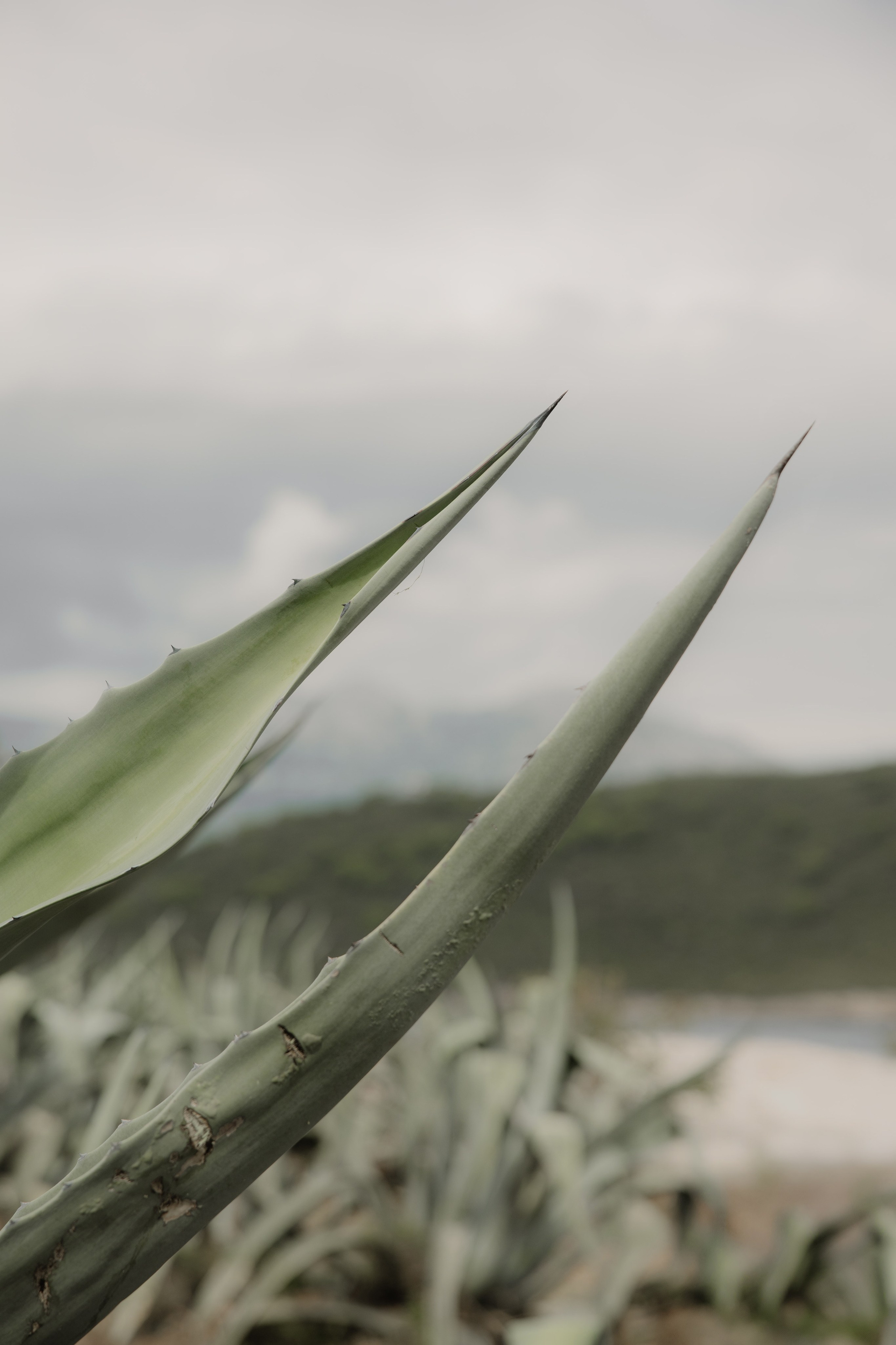 Свадебный фотограф Тула Москва СПБ / Сёмина Дарья