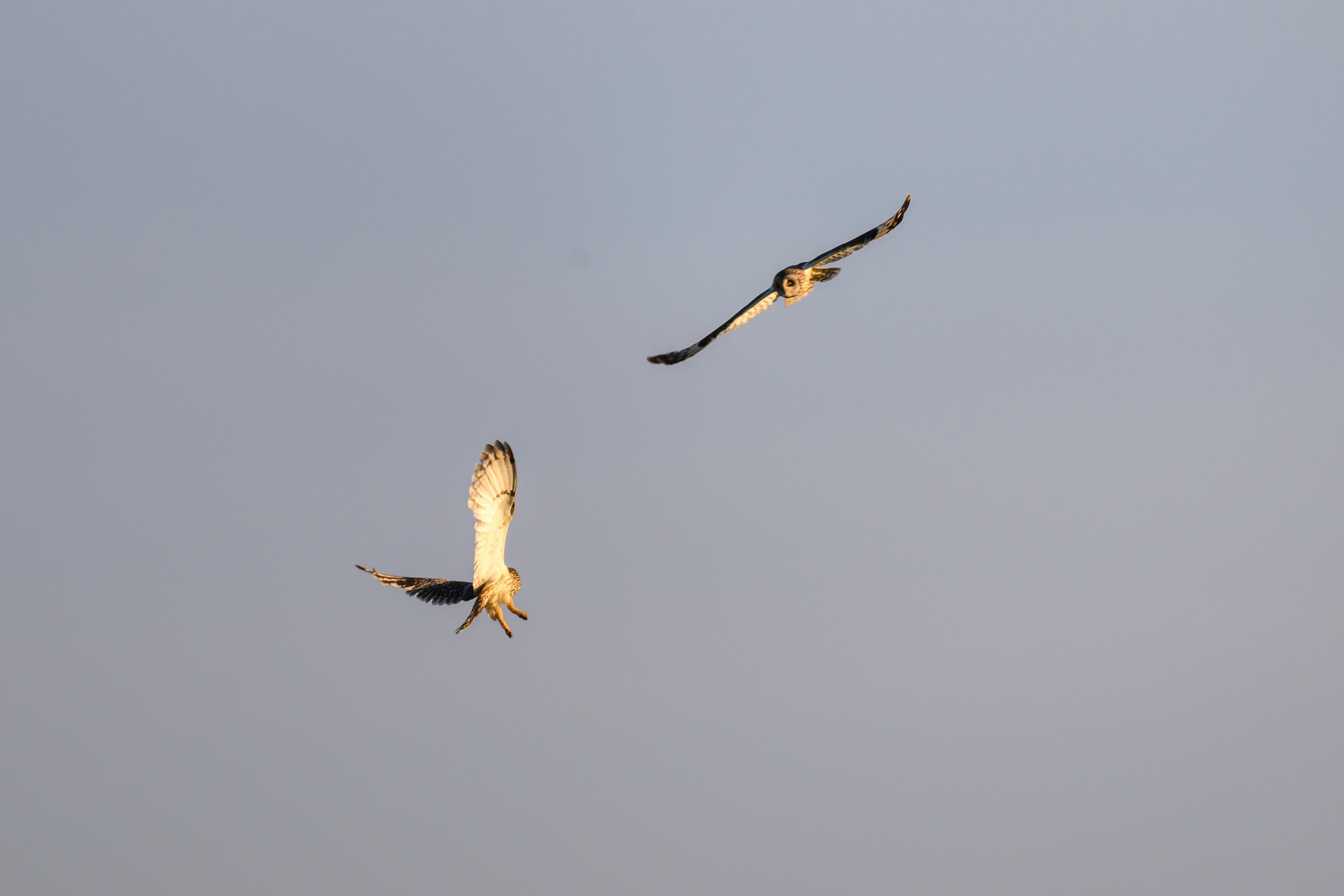 Битва сов и кормление совят. The Owl Battle and Feeding the Nestlings. Фотограф Сергей Пупонин