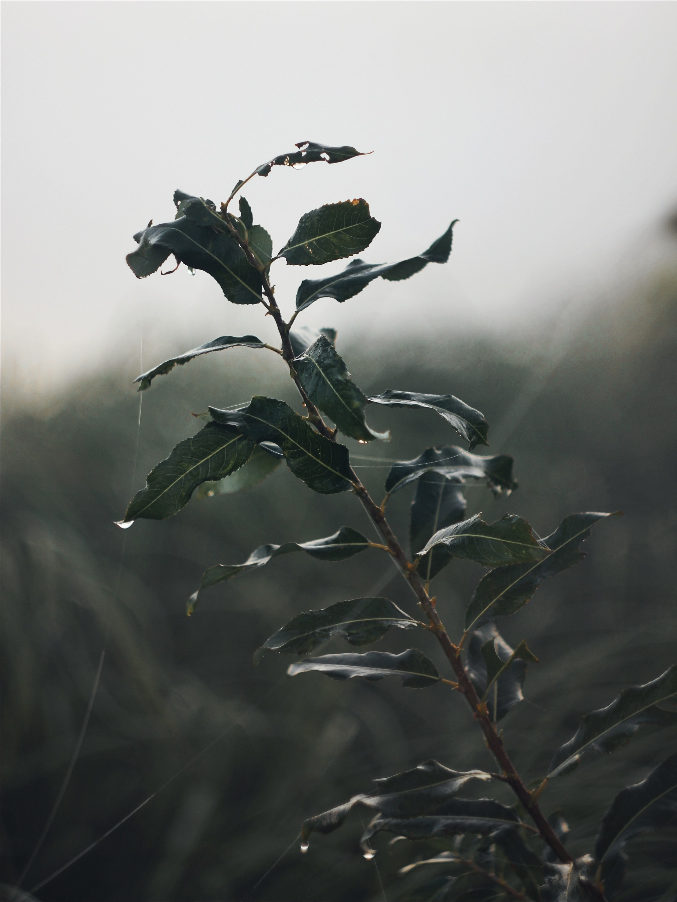 Опустошенность. С любовью, фотохудожник