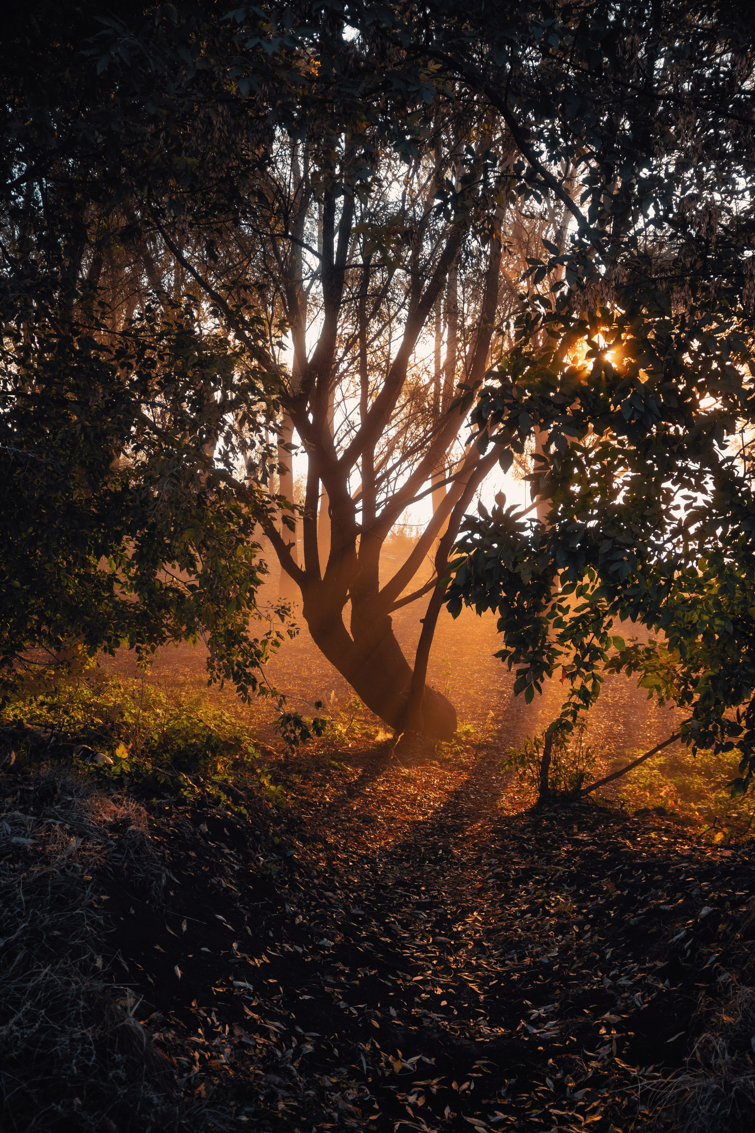 Волшебное утро в первый день октября. С любовью, фотохудожник