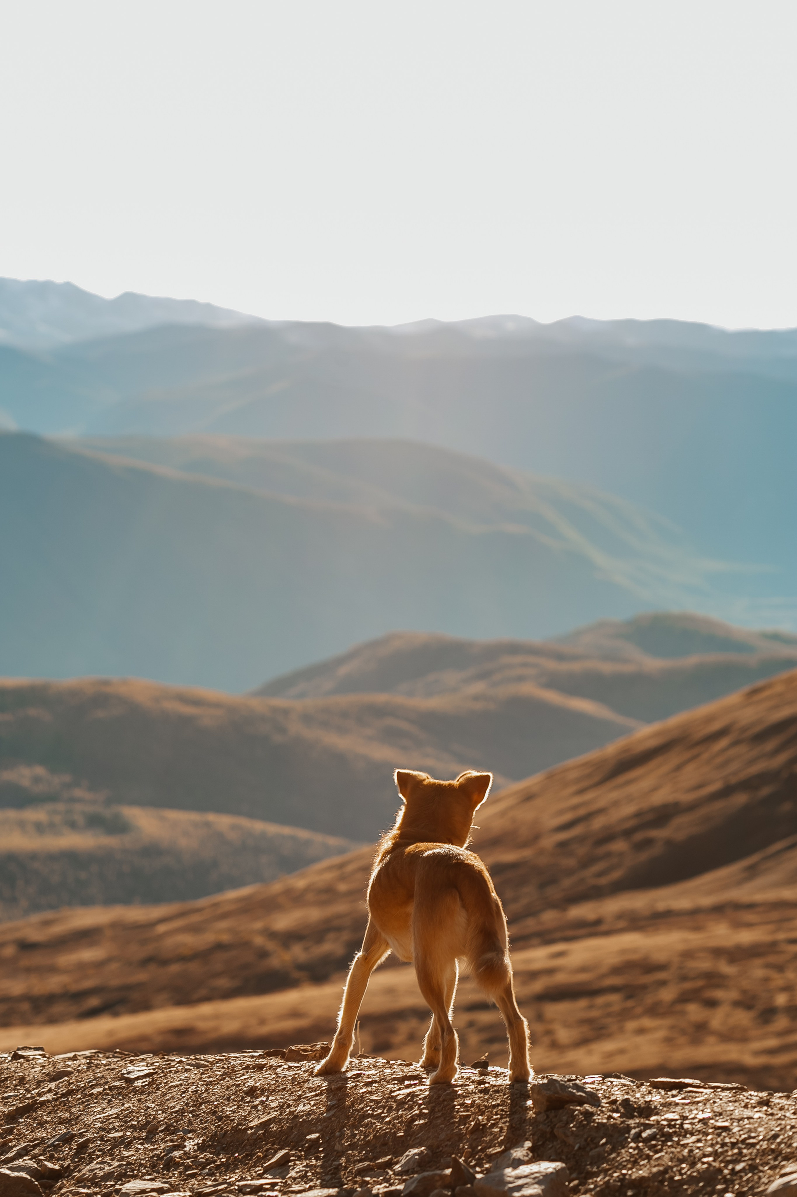 Портфолио animal. Фотограф — анималист Маргарита Хелбен Краснодар