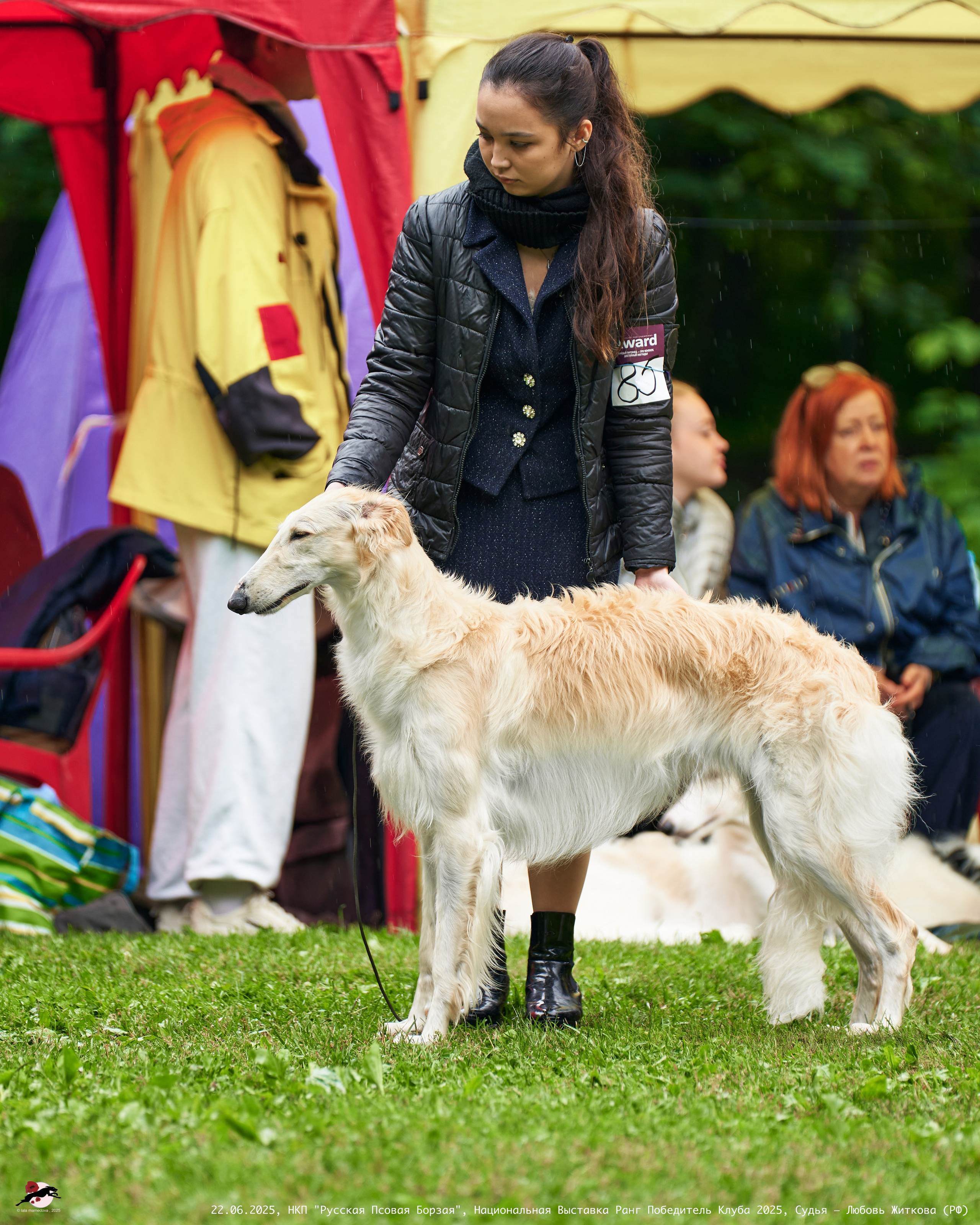 22.06.2025 | Национальная Выставка НКП "Русская Псовая Борзая"