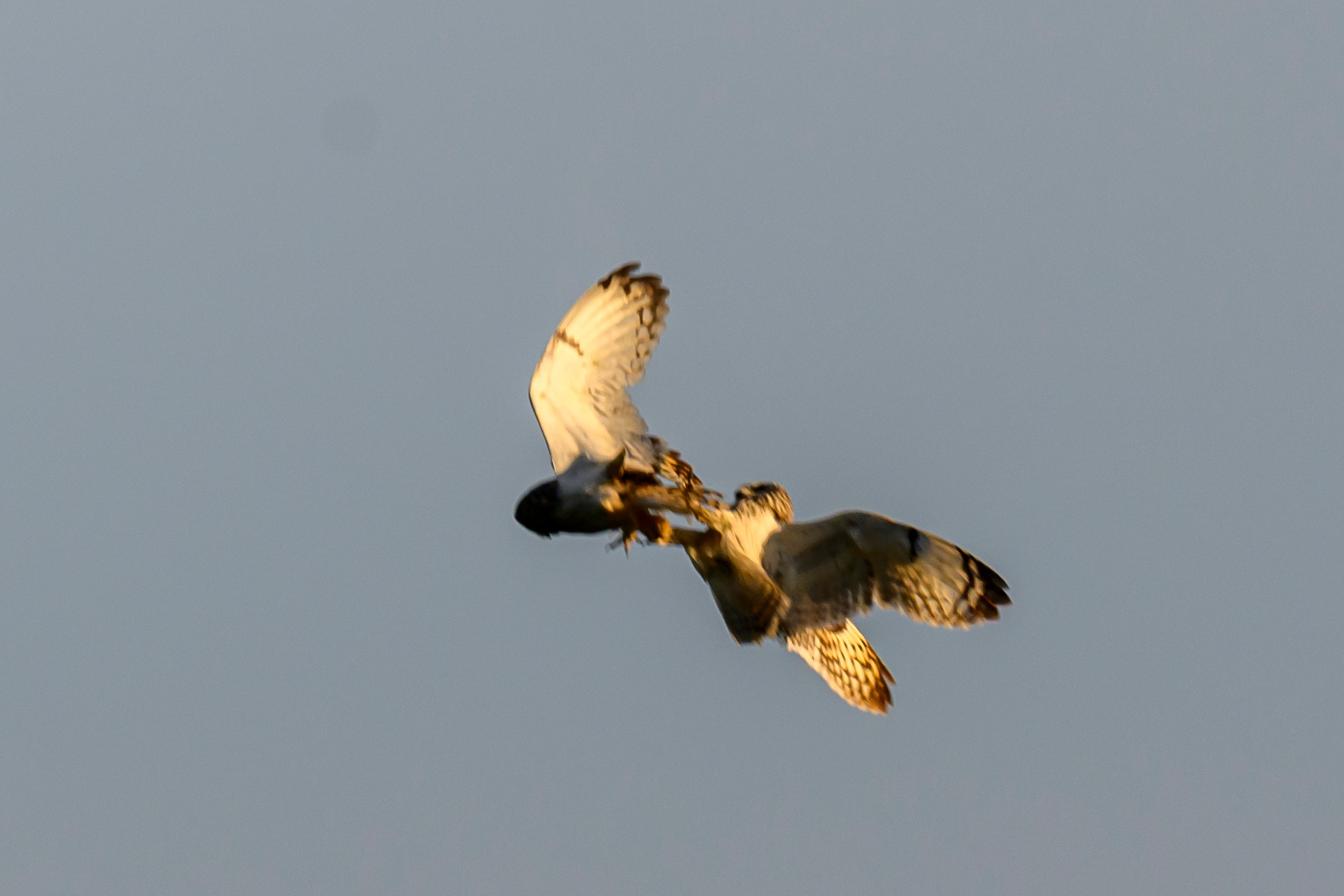 Битва сов и кормление совят. The Owl Battle and Feeding the Nestlings. Фотограф Сергей Пупонин
