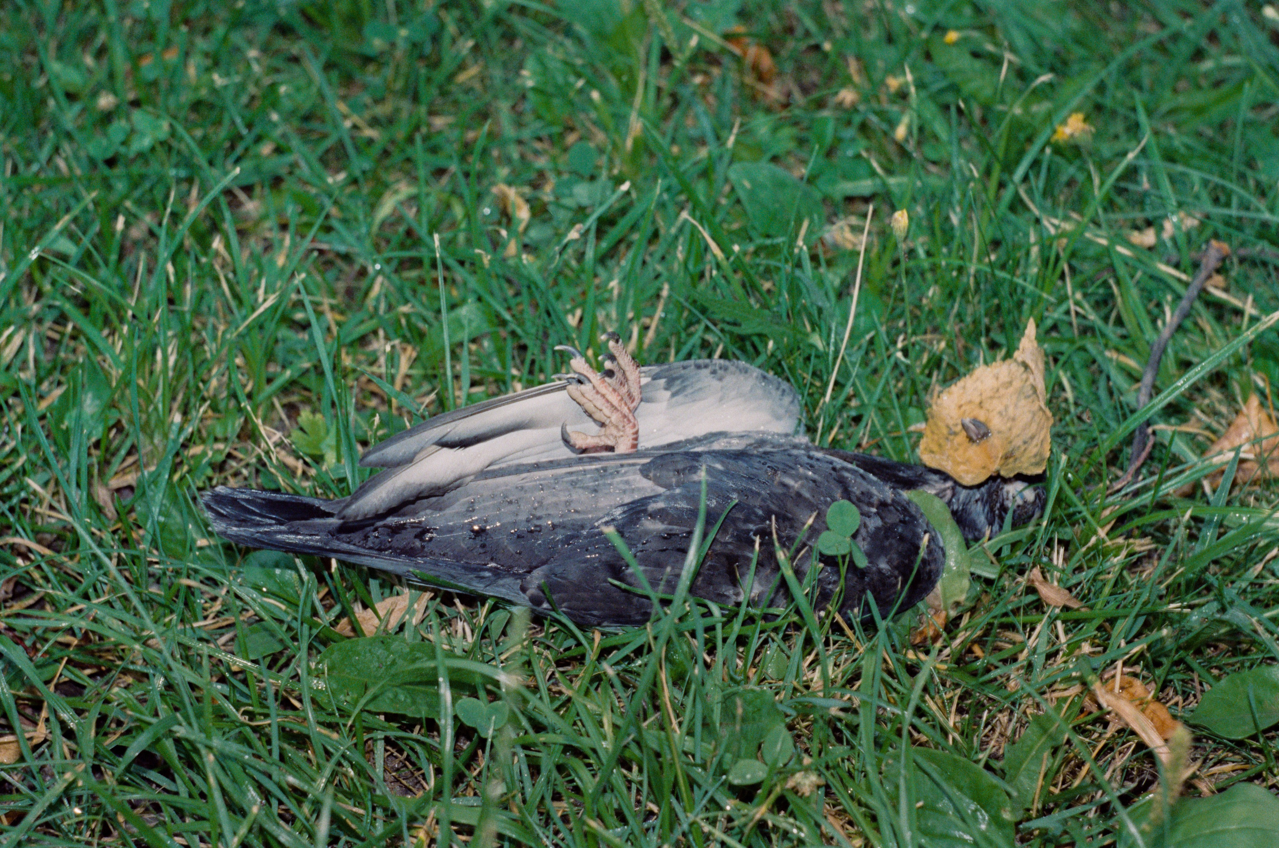 Автор: Георгий Куликов