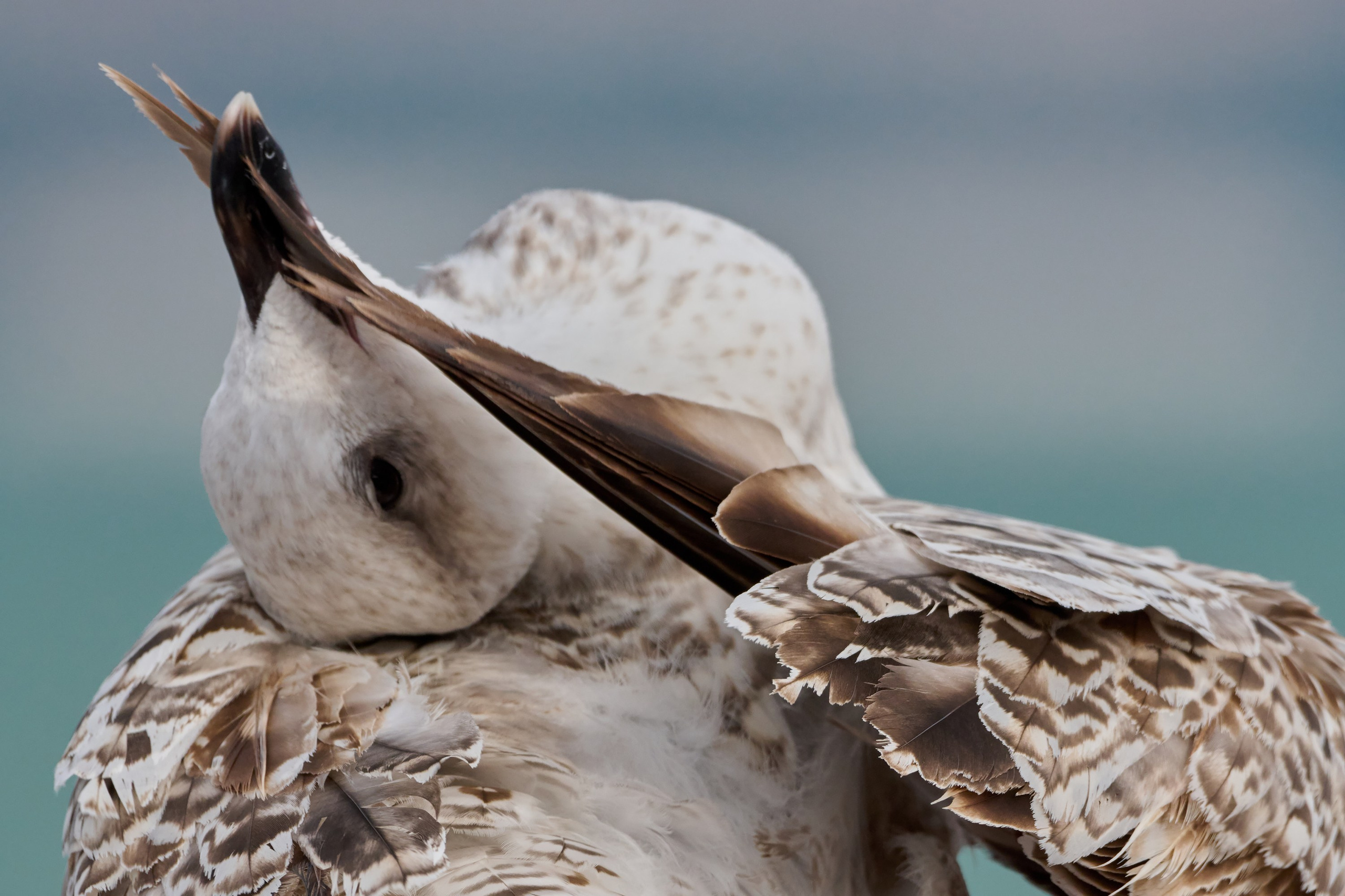Фотографии животных. Яркие фото на Чёрном море