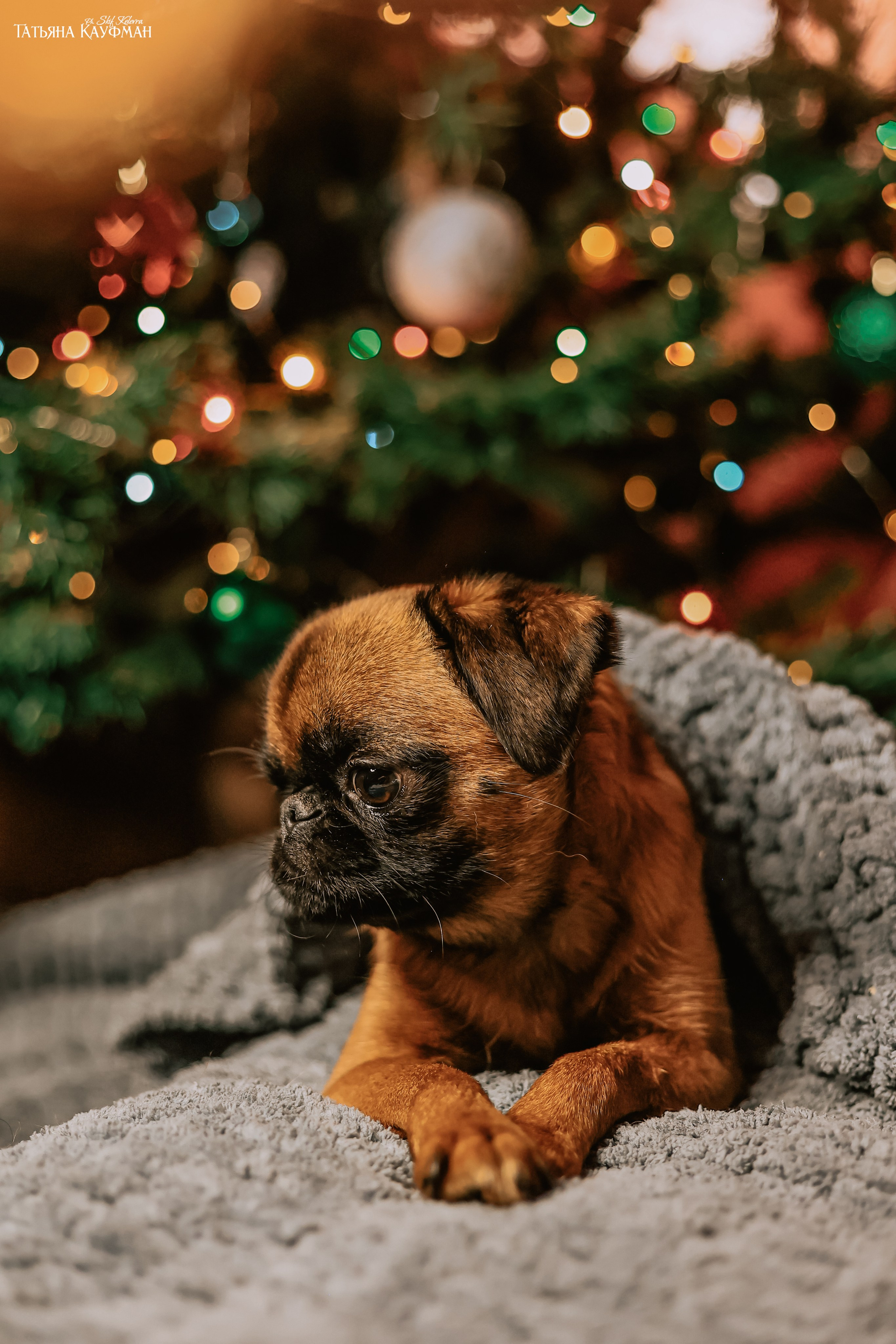 Малый брабансон, фотография брабансон, красивая собака, фотограф анималист, фотокурс Анималистика, научиться фотографировать собак, фотограф Новосибирск