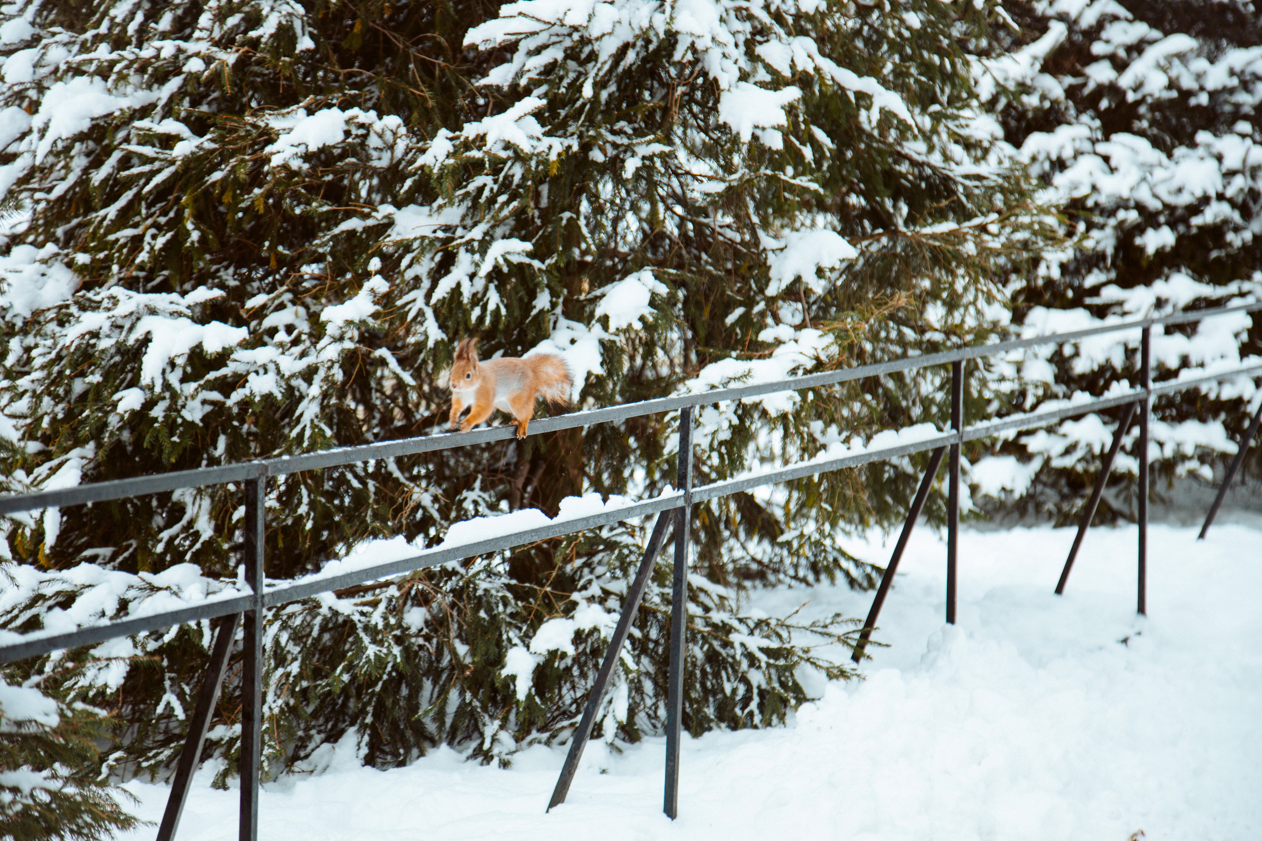 ФОТОСЕССИЯ В ПЕТЕРГОФЕ. ГДЕ СНИМАТЬ В ПЕТЕРГОФЕ