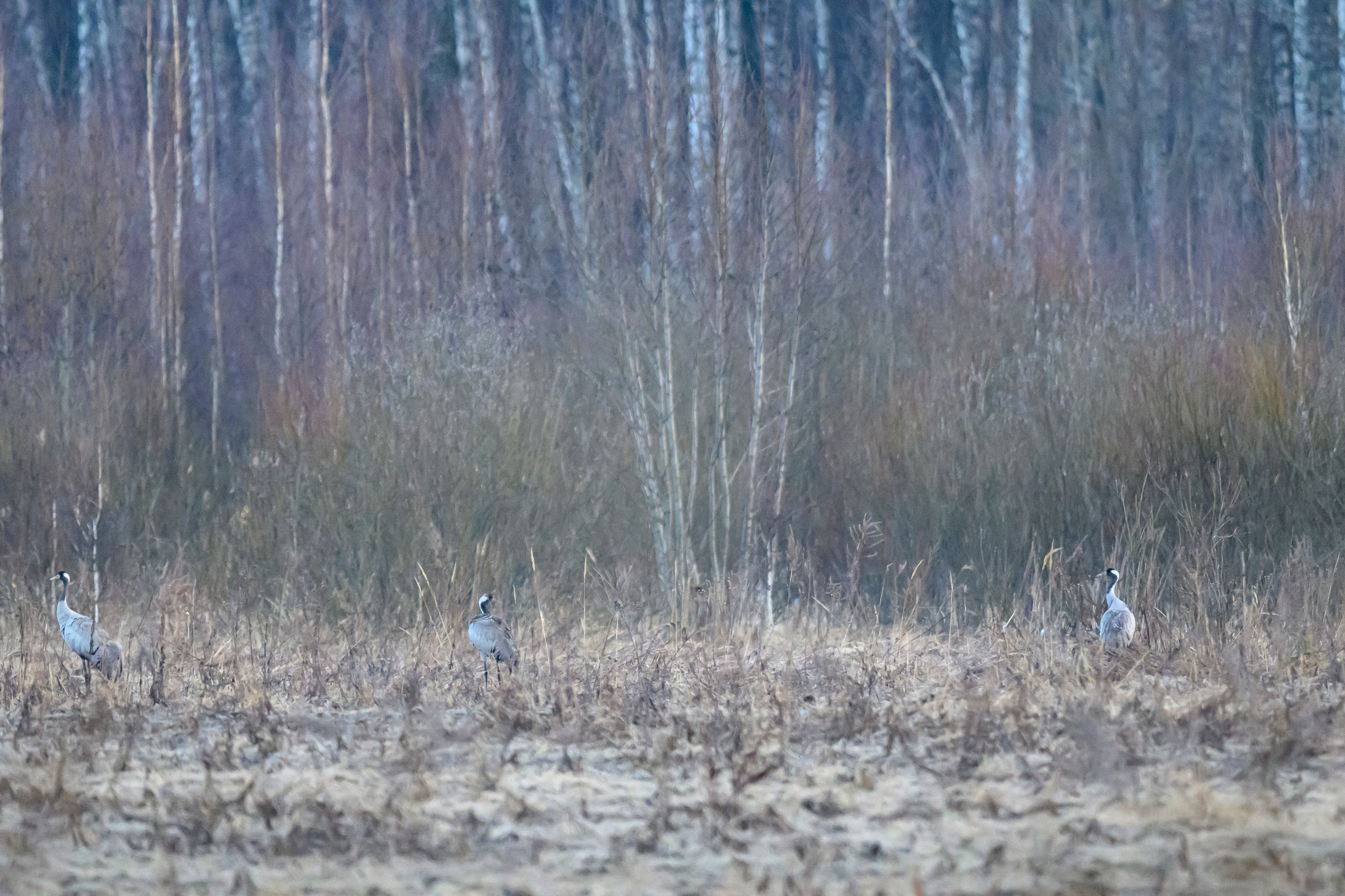 Журавли и ондатра. Wildlife photography by Sergey Puponin