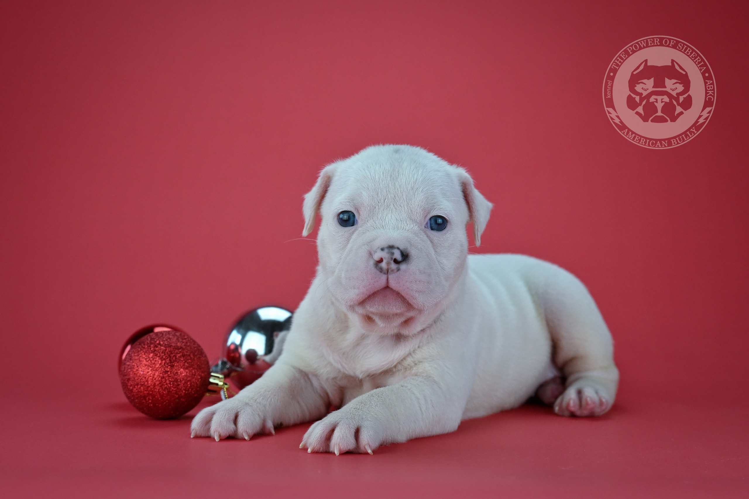Все свободные щенки. Американский Булли в г. Ростов-на-Дону. Питомник THE POWER OF SIBERIA