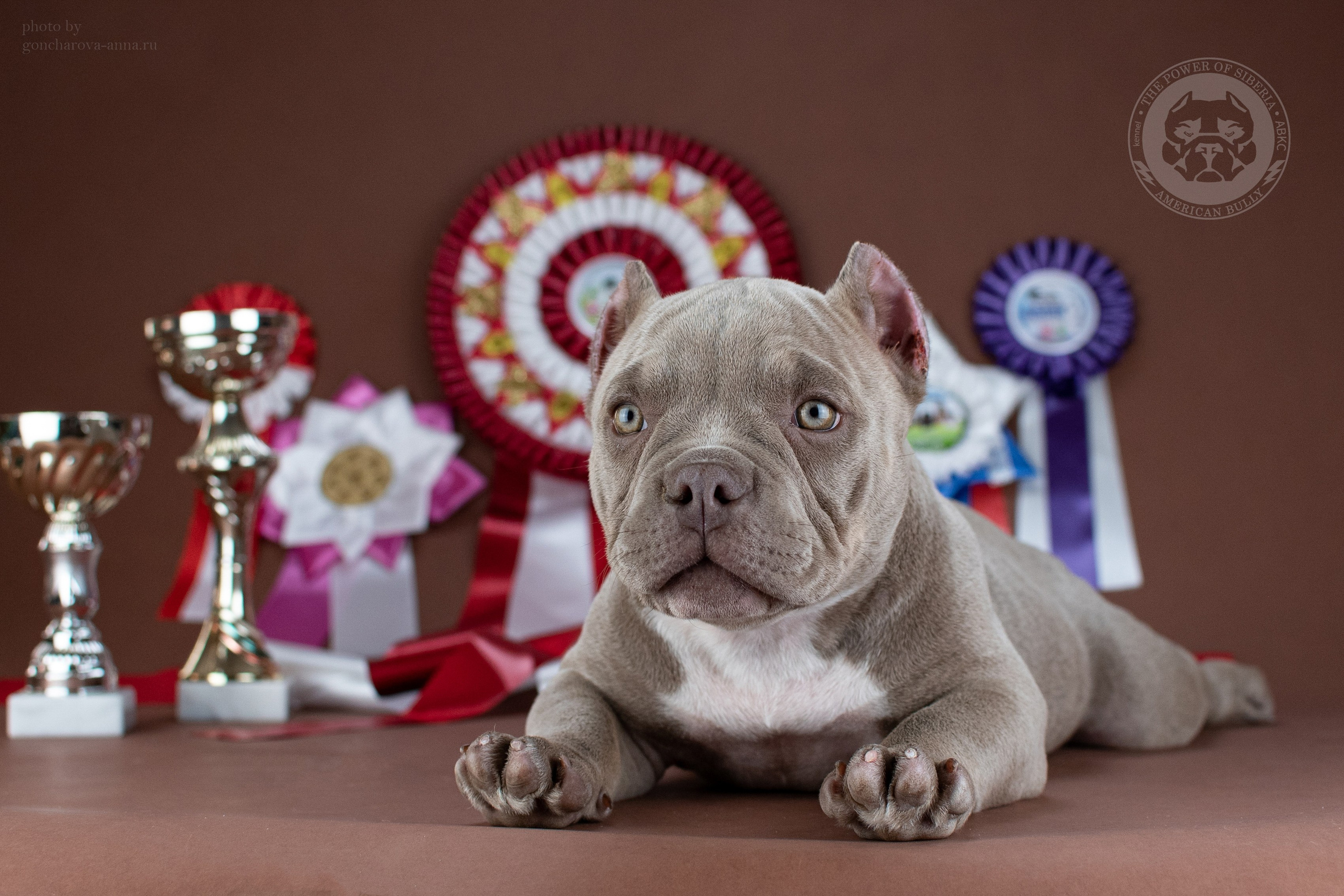 купить амбулли в Питере