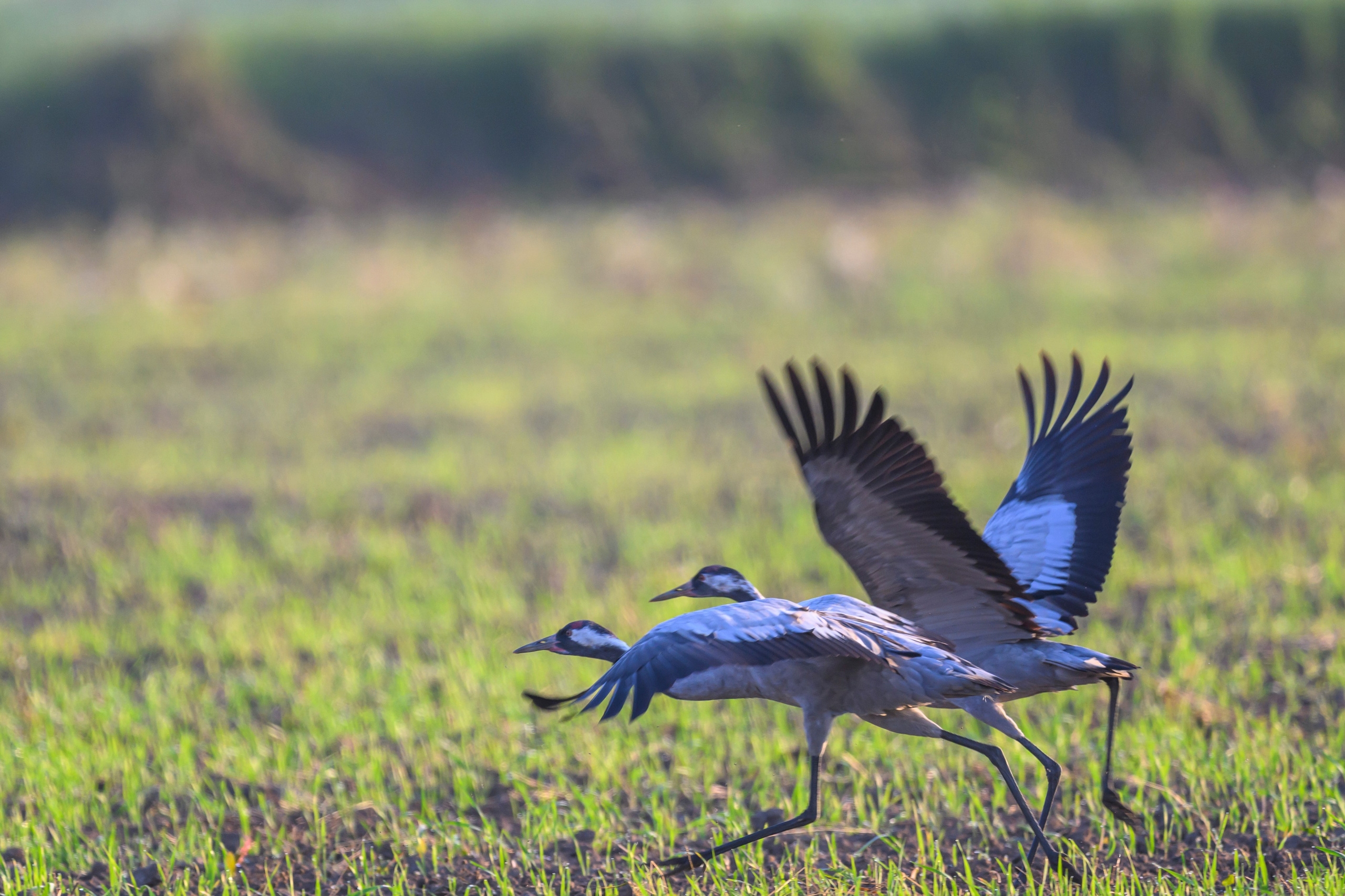Стычка луня и осоеда, журавли. Wildlife photography by Sergey Puponin