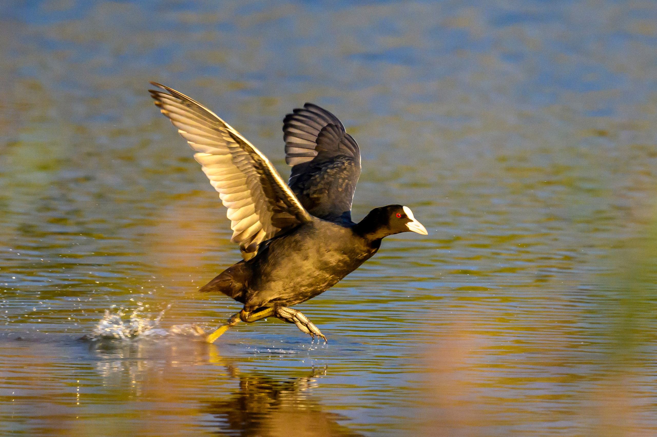 Скопа. Osprey. Wildlife photography by Sergey Puponin