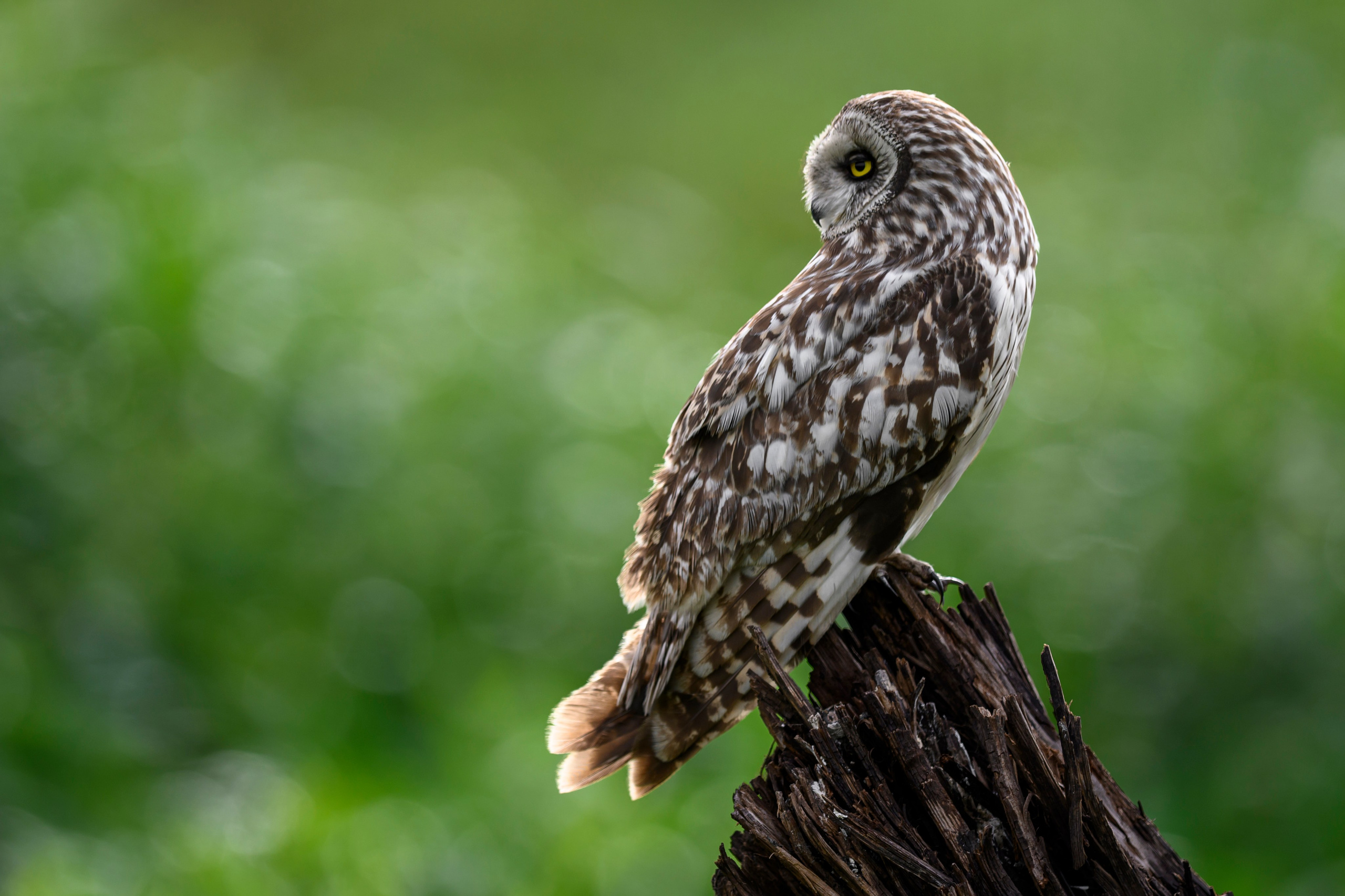 Сова на рассвете. Owl at dawn. Wildlife photography by Sergey Puponin