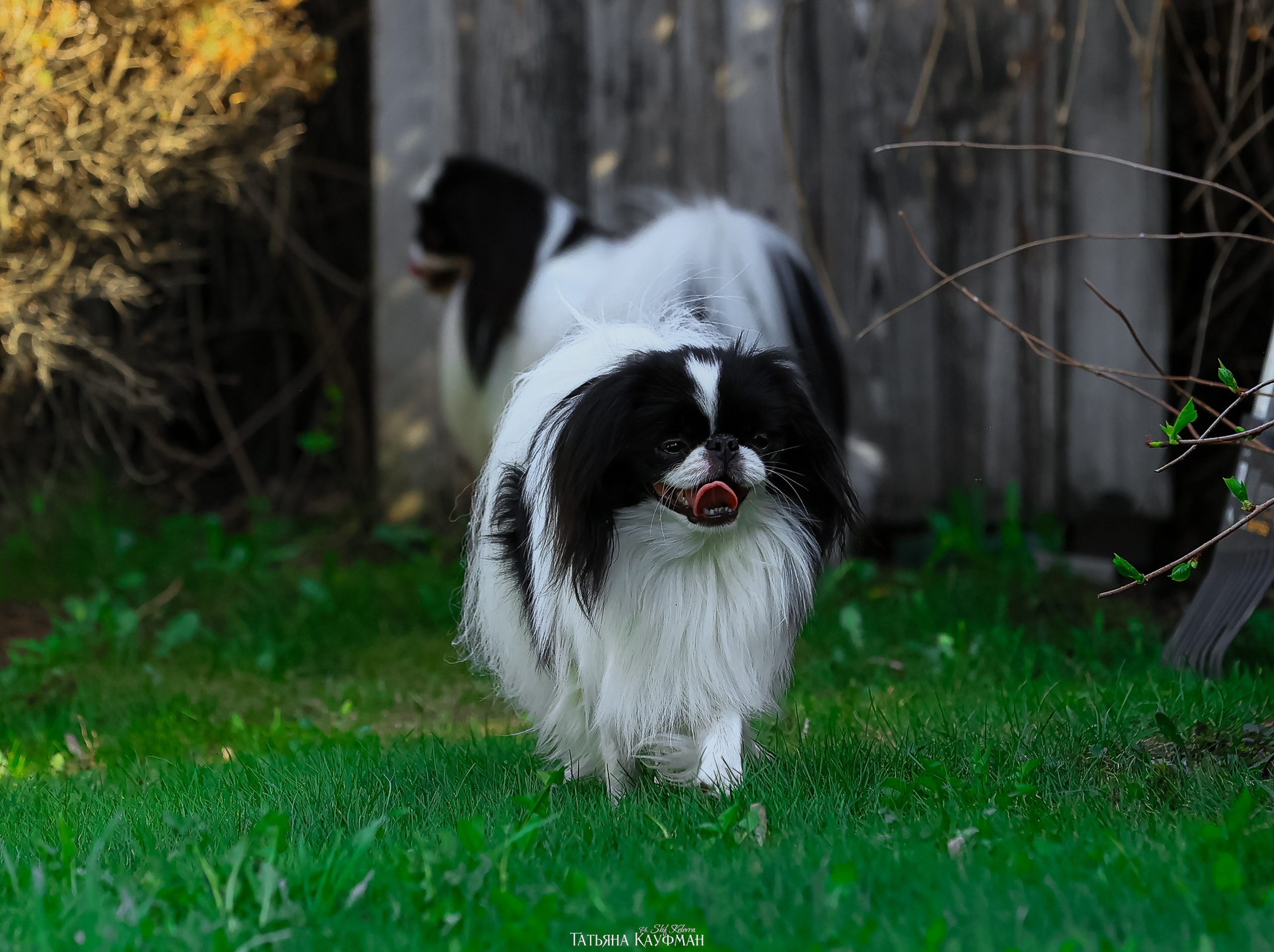 Японский хин, фотография японский хин, собака в цветах, красивая собака, фотограф анималист, фотокурс Анималистика, научиться фотографировать собак, фотограф Новосибирск