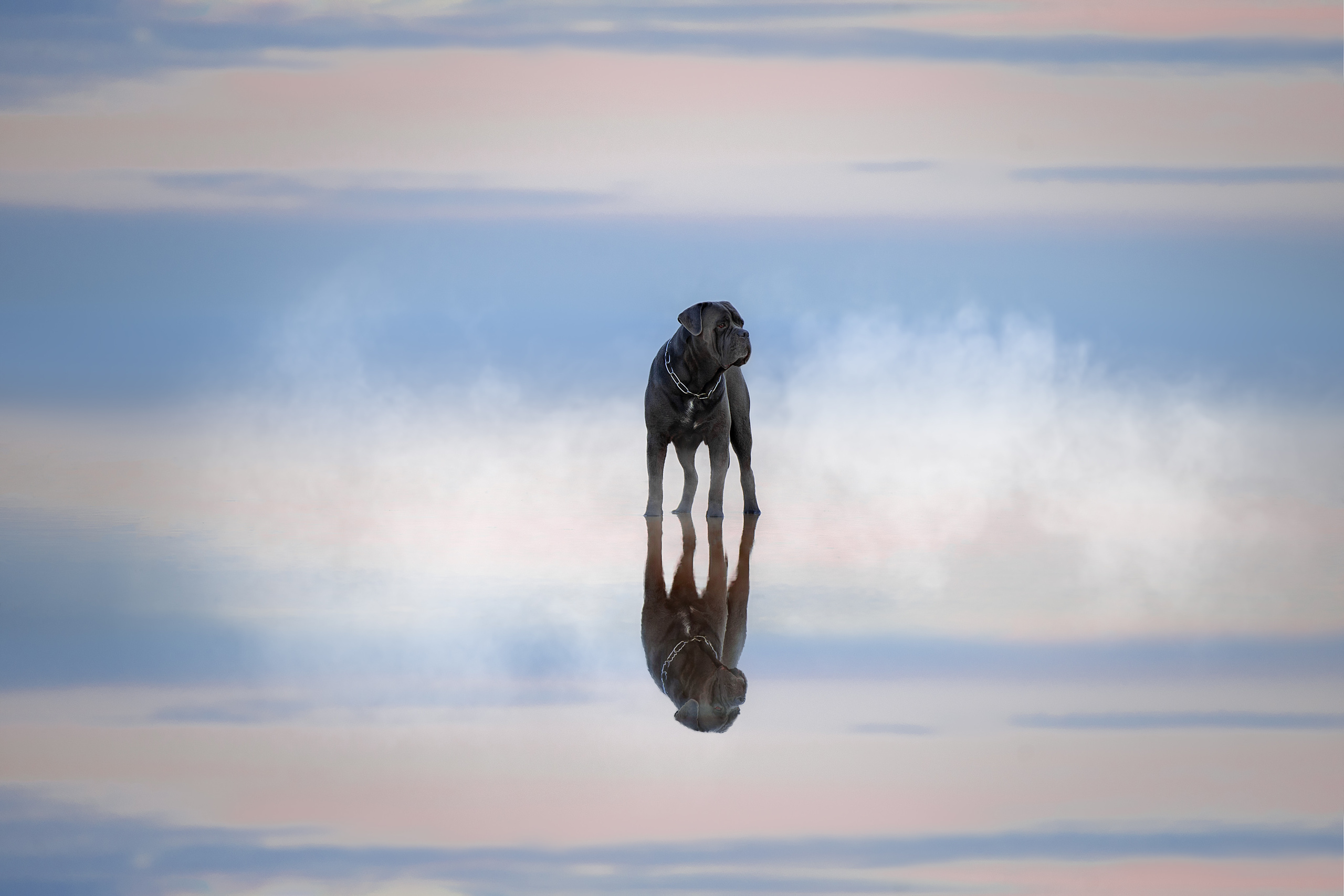 Фотограф анималист в Санкт-Петербурге Светлана Писарева