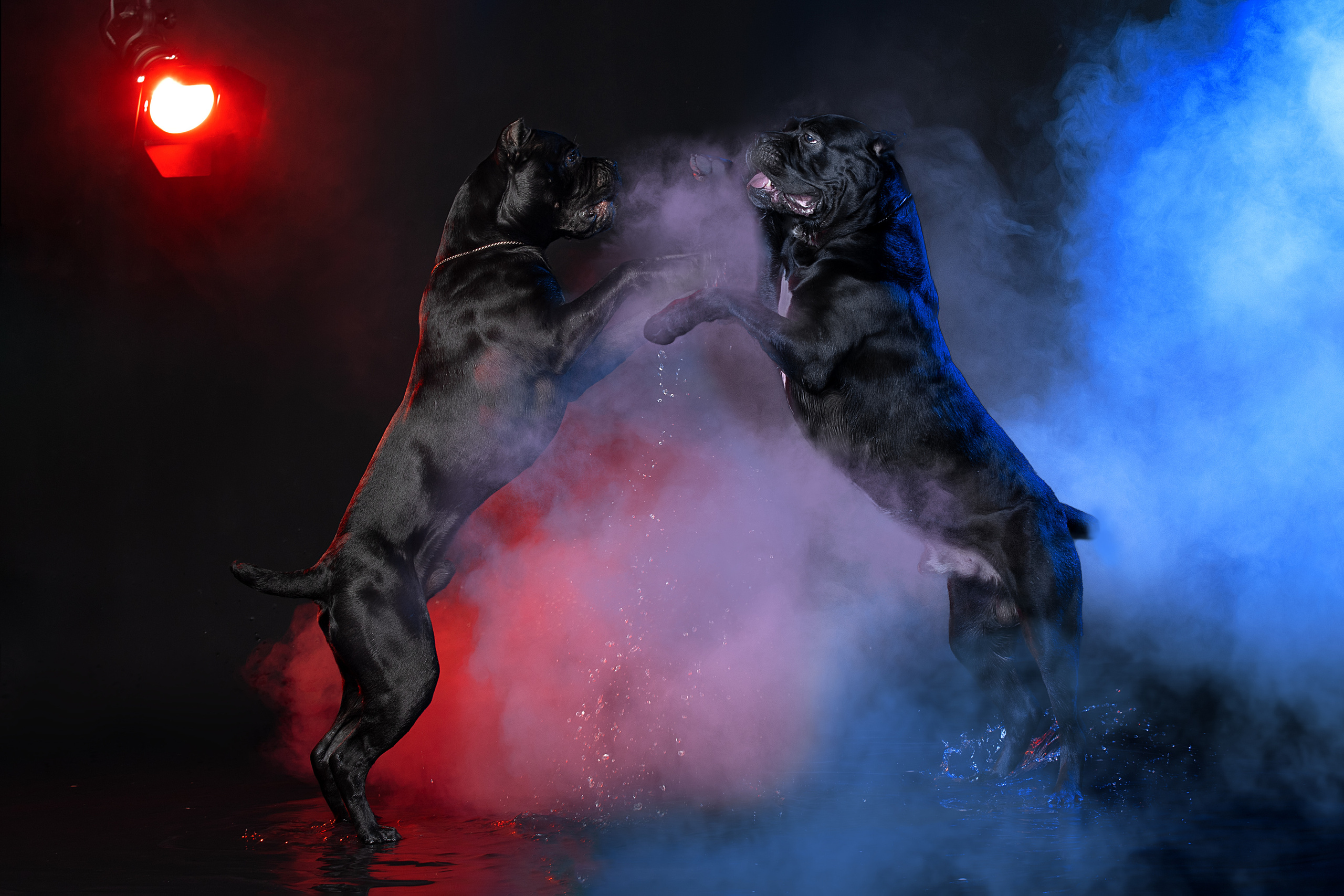 Фотограф анималист в Санкт-Петербурге Светлана Писарева