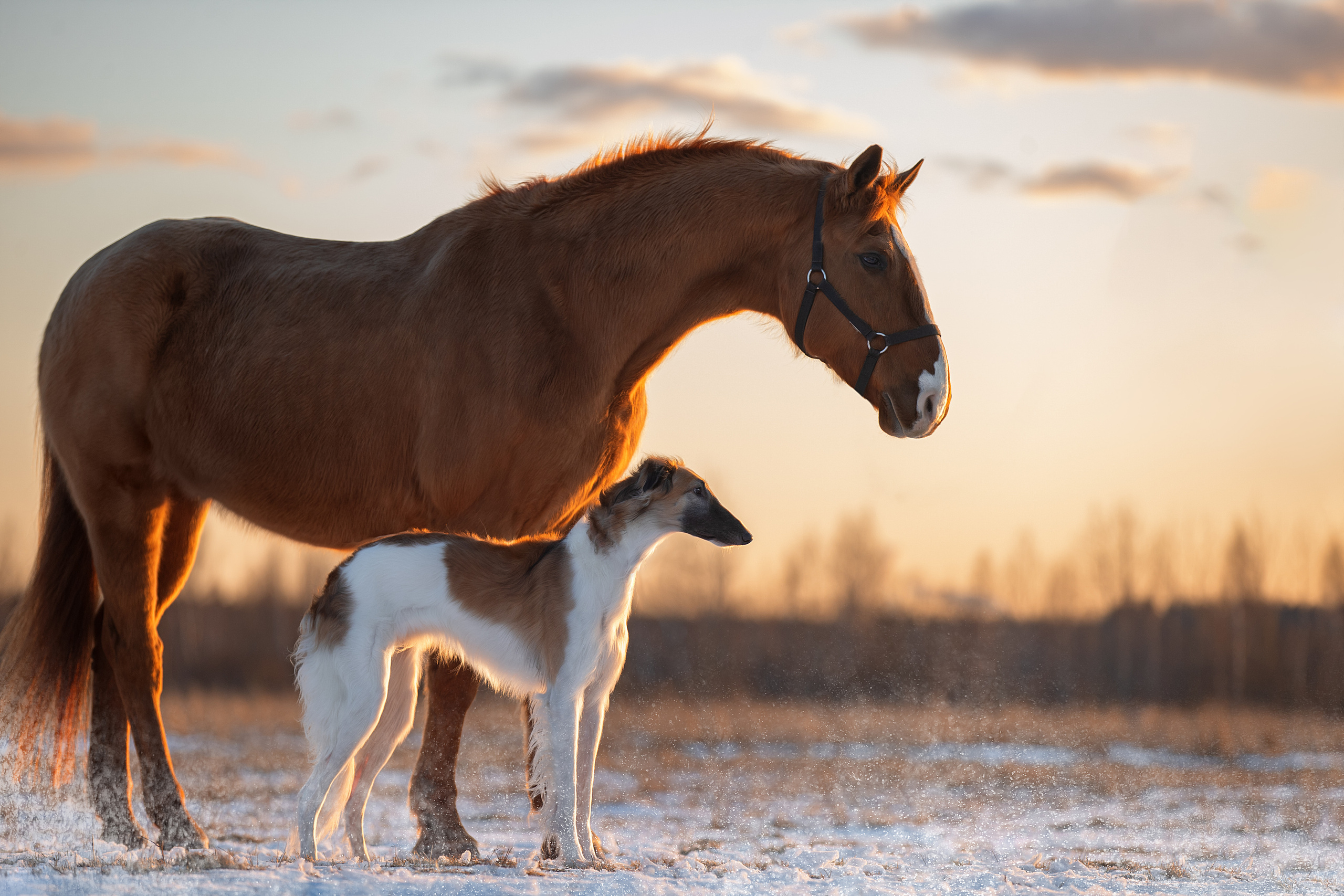 Фотограф анималист в Санкт-Петербурге Светлана Писарева