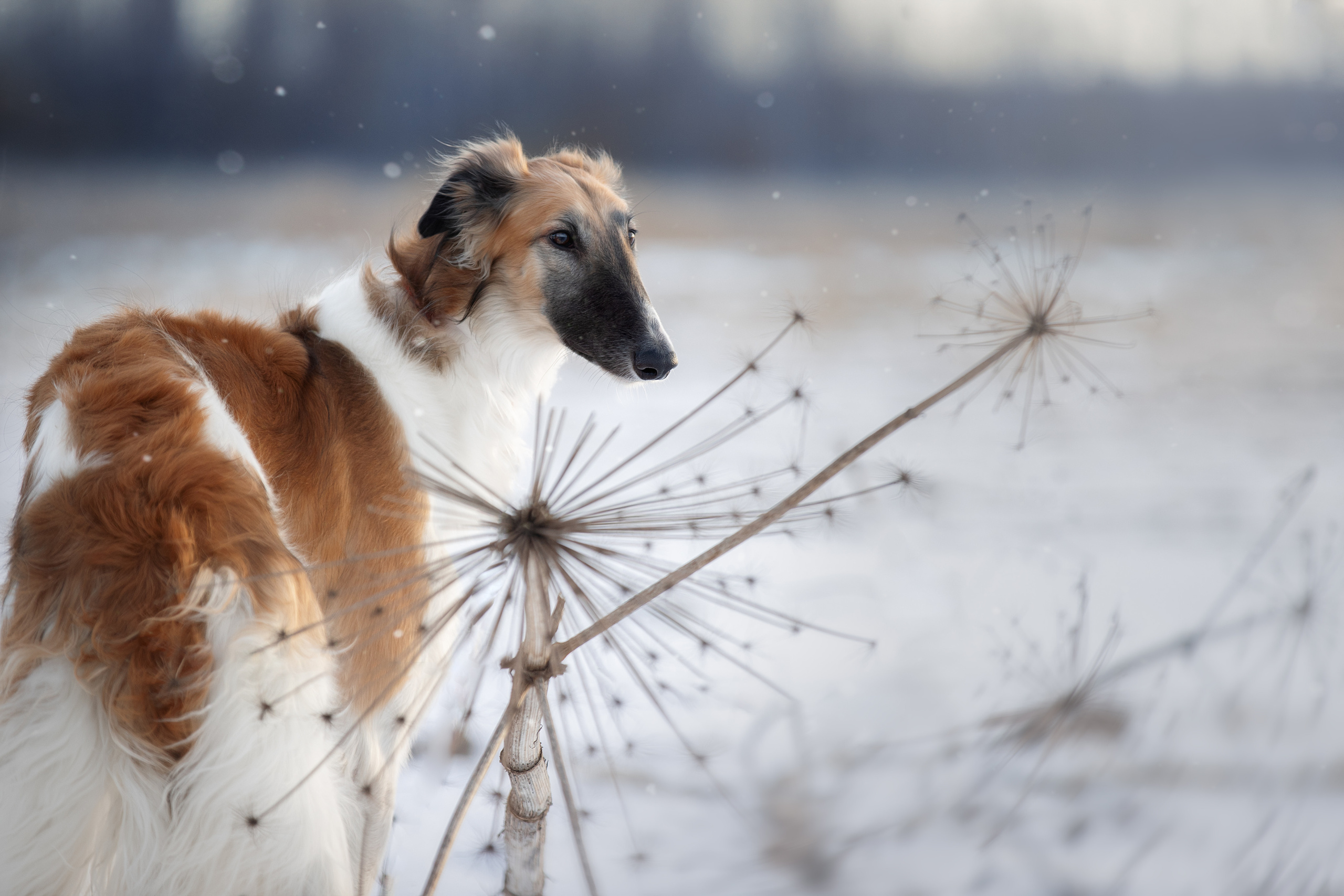 Фотограф анималист в Санкт-Петербурге Светлана Писарева