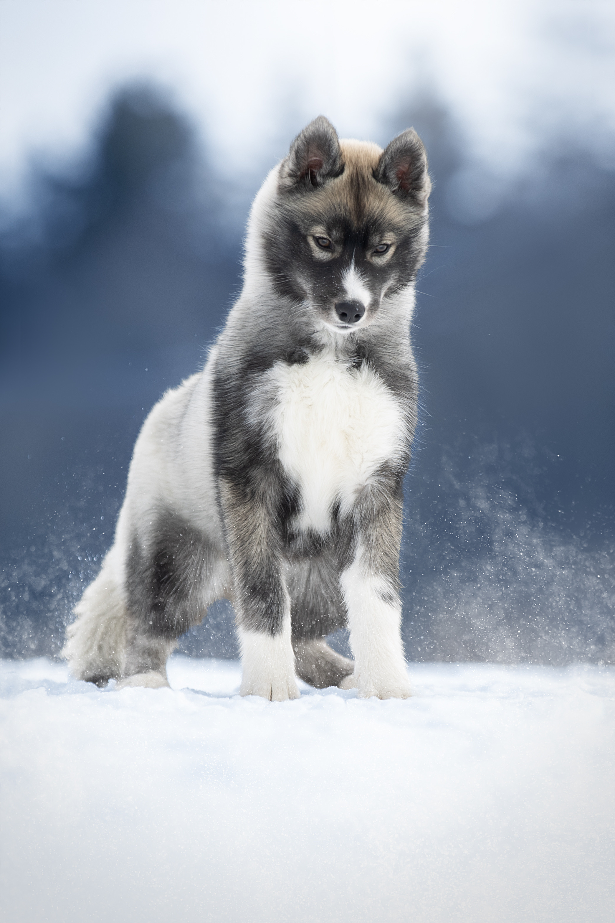 Фотограф анималист в Санкт-Петербурге Светлана Писарева