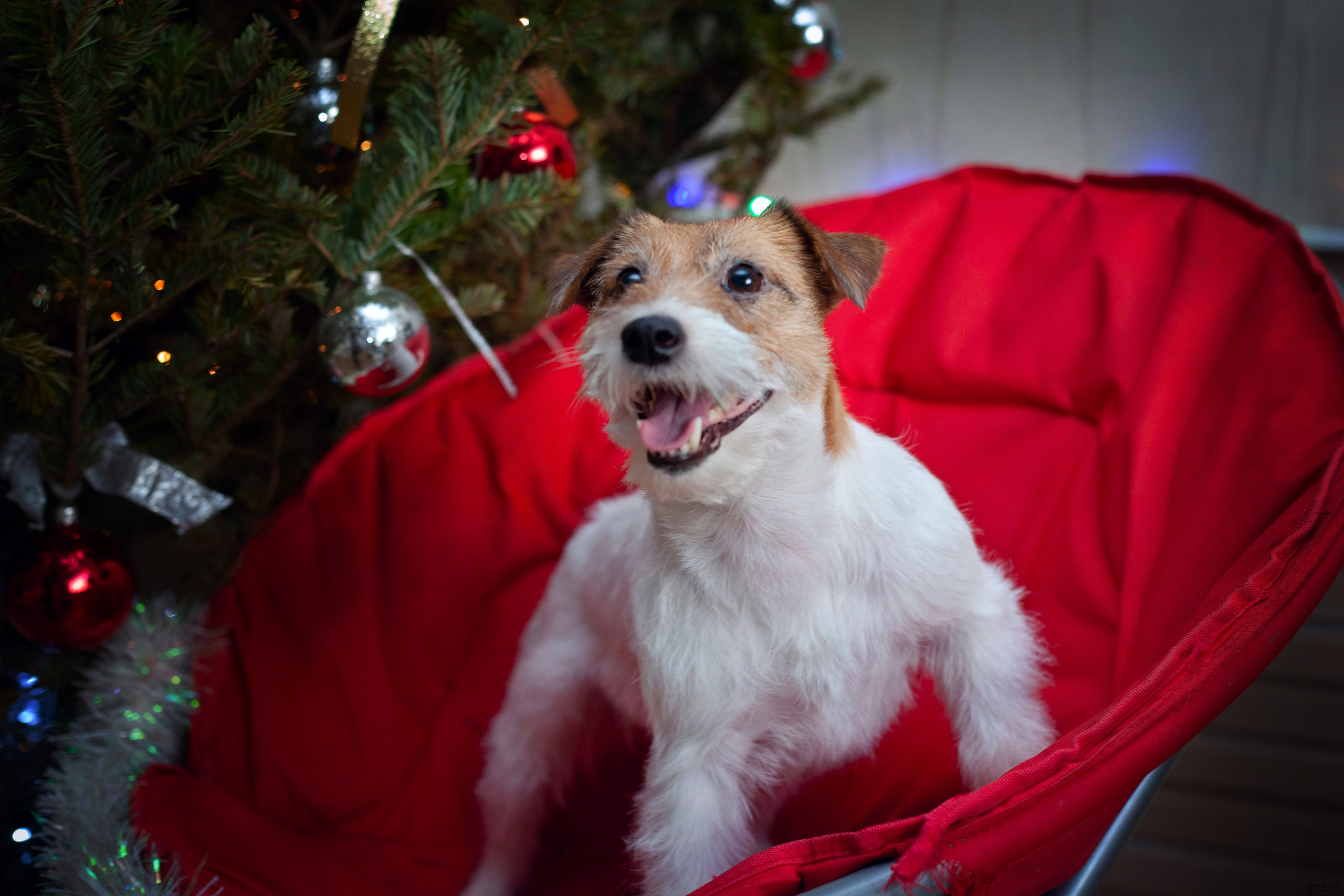 Собаки в домашних условиях. Slavilada-Лапки. Свет. Любовь… Профессиональная фотосессия питомцев Для памяти, пристройства и продажи. Хабаровск