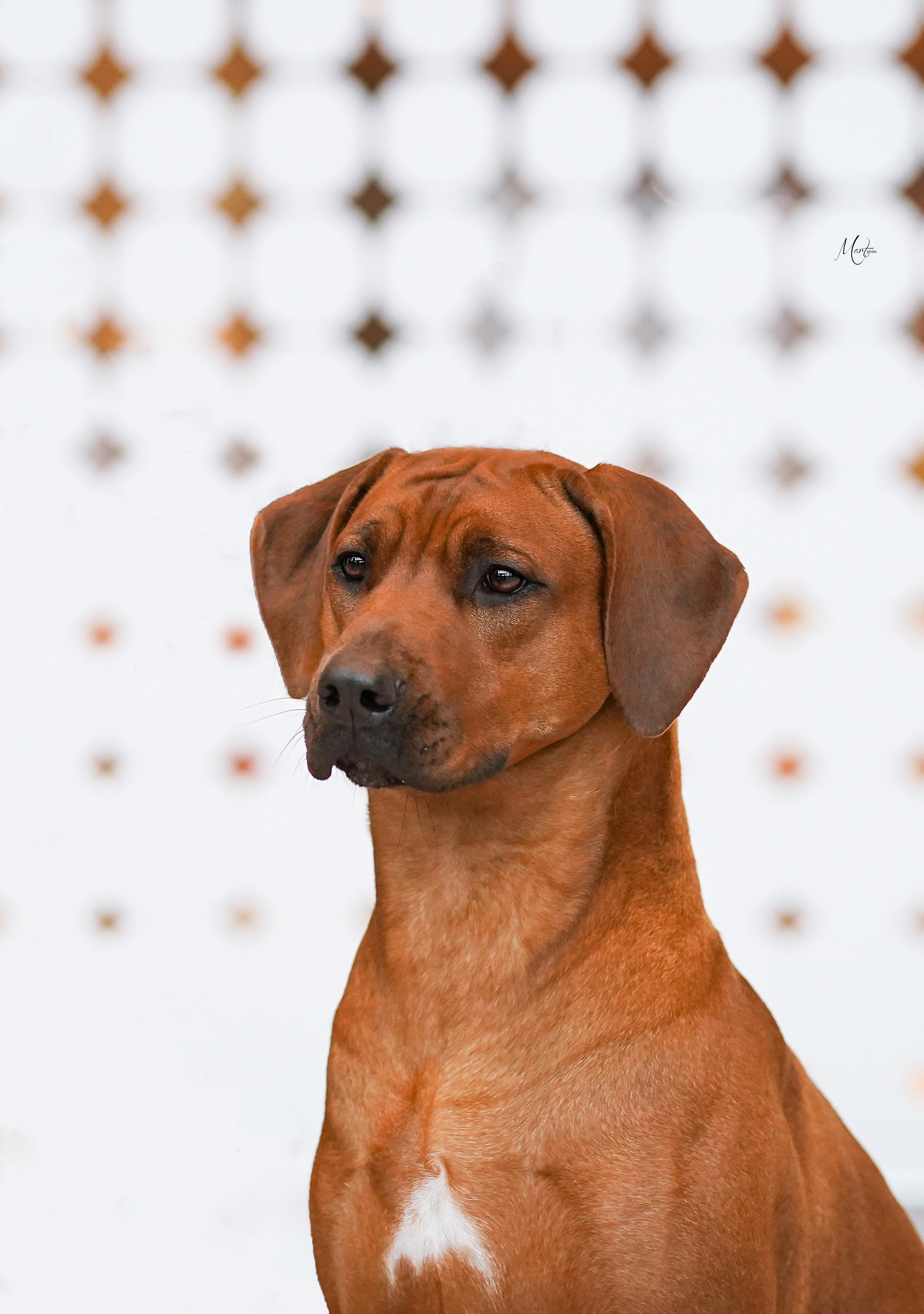 Нала. Родезийские Риджбеки в Санкт-Петербурге