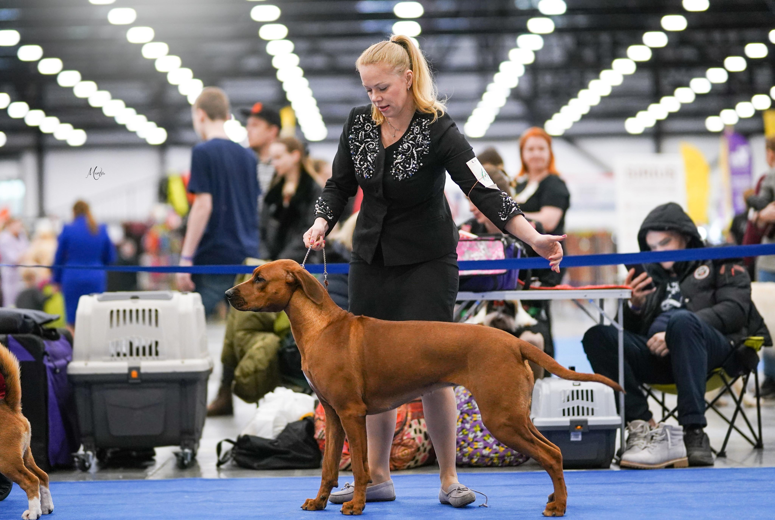Нала. Родезийские Риджбеки в Санкт-Петербурге