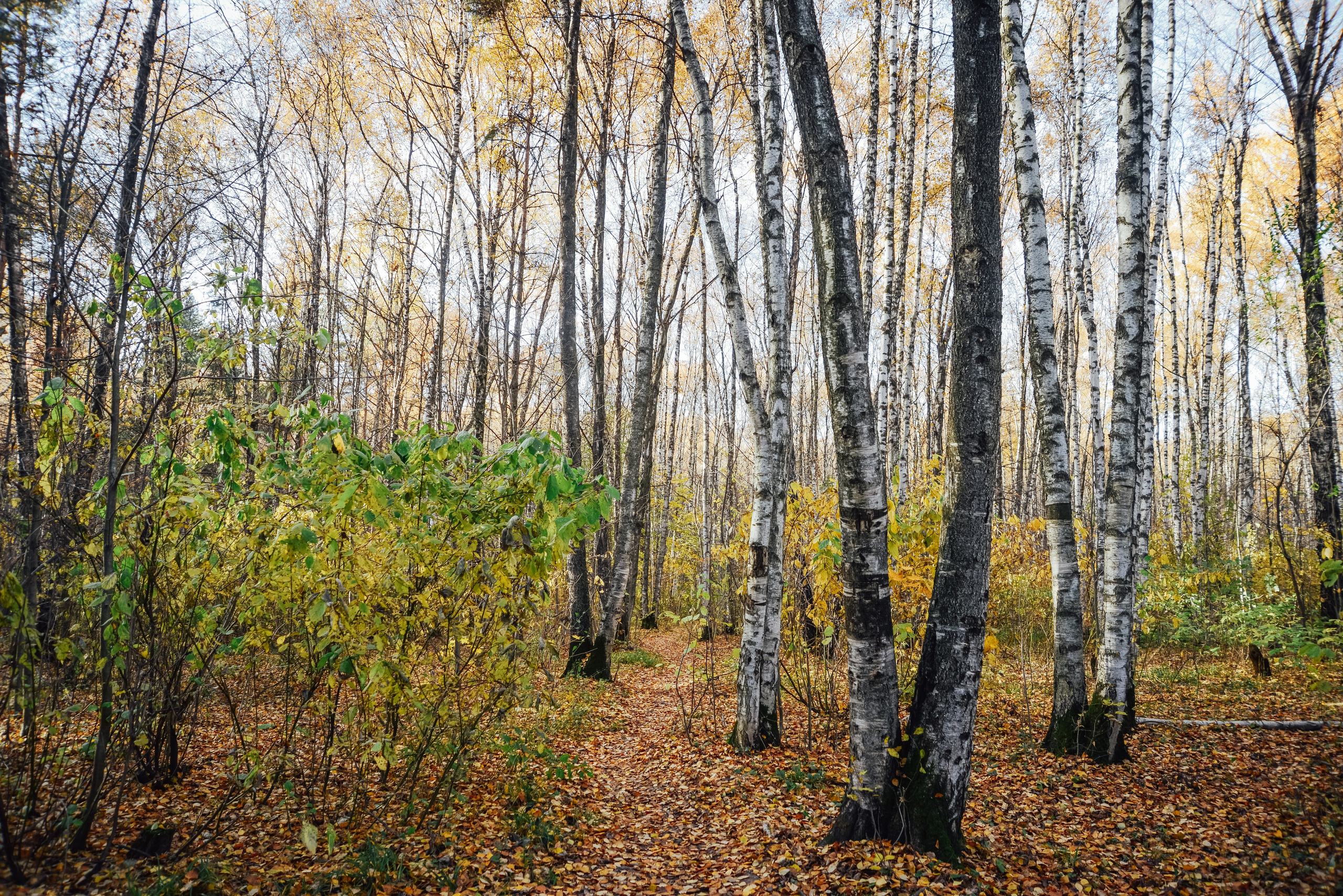 Березы в парке