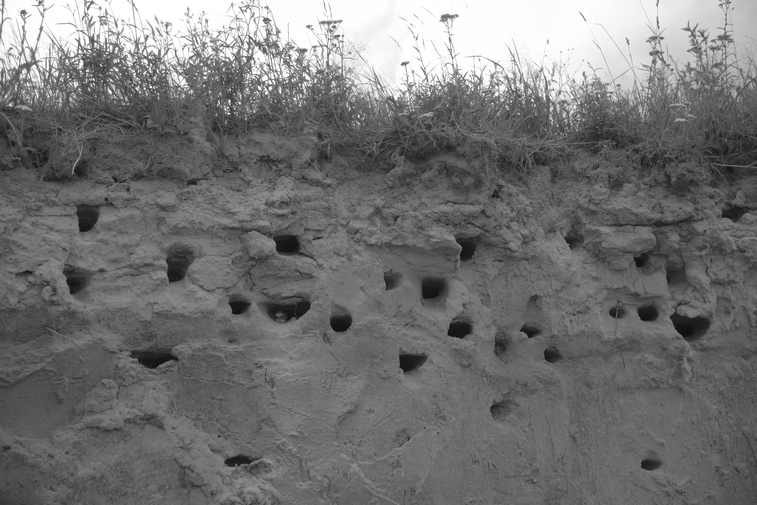 BORN AND RAISED. Vlad Bulenkov