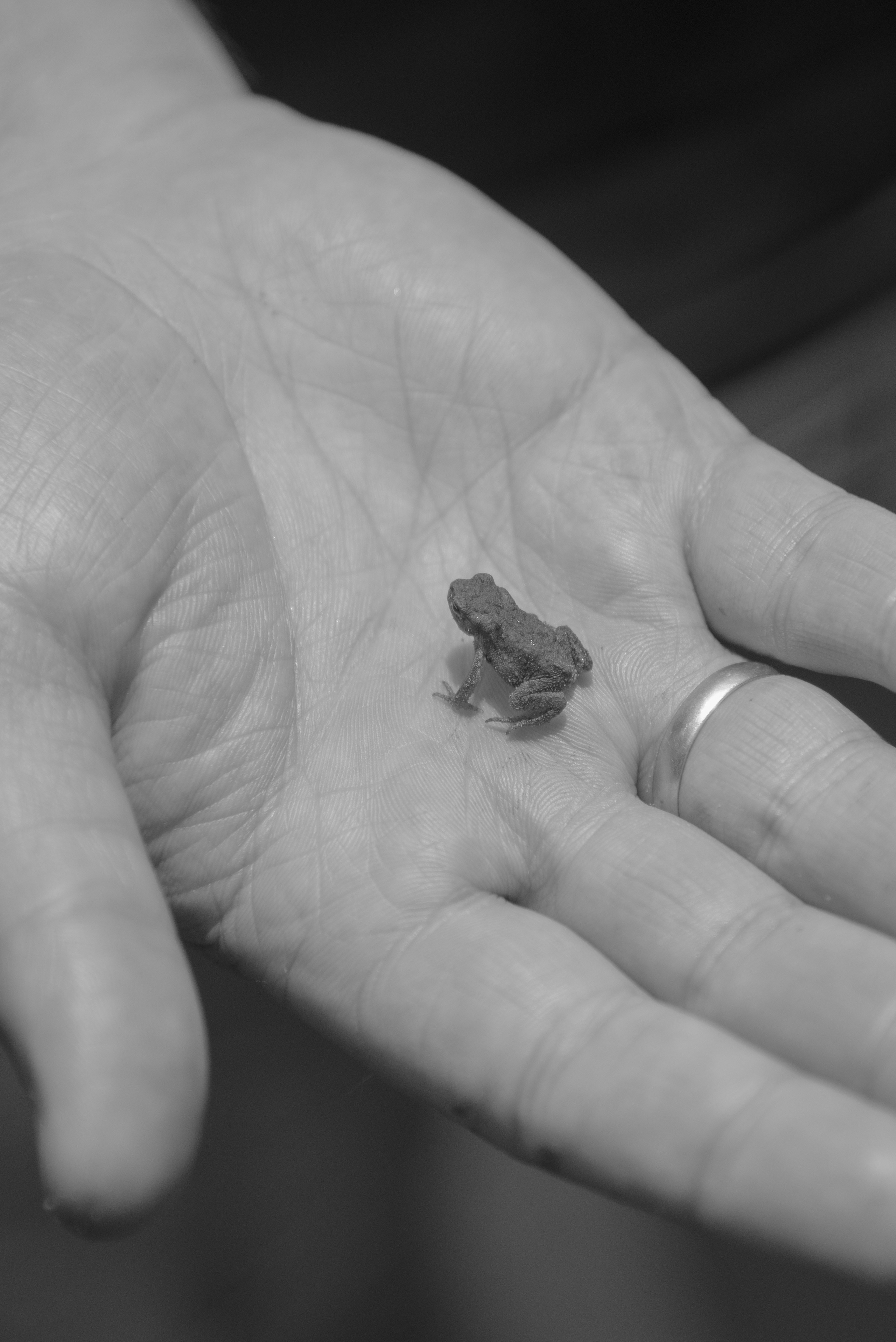 BORN AND RAISED. Vlad Bulenkov