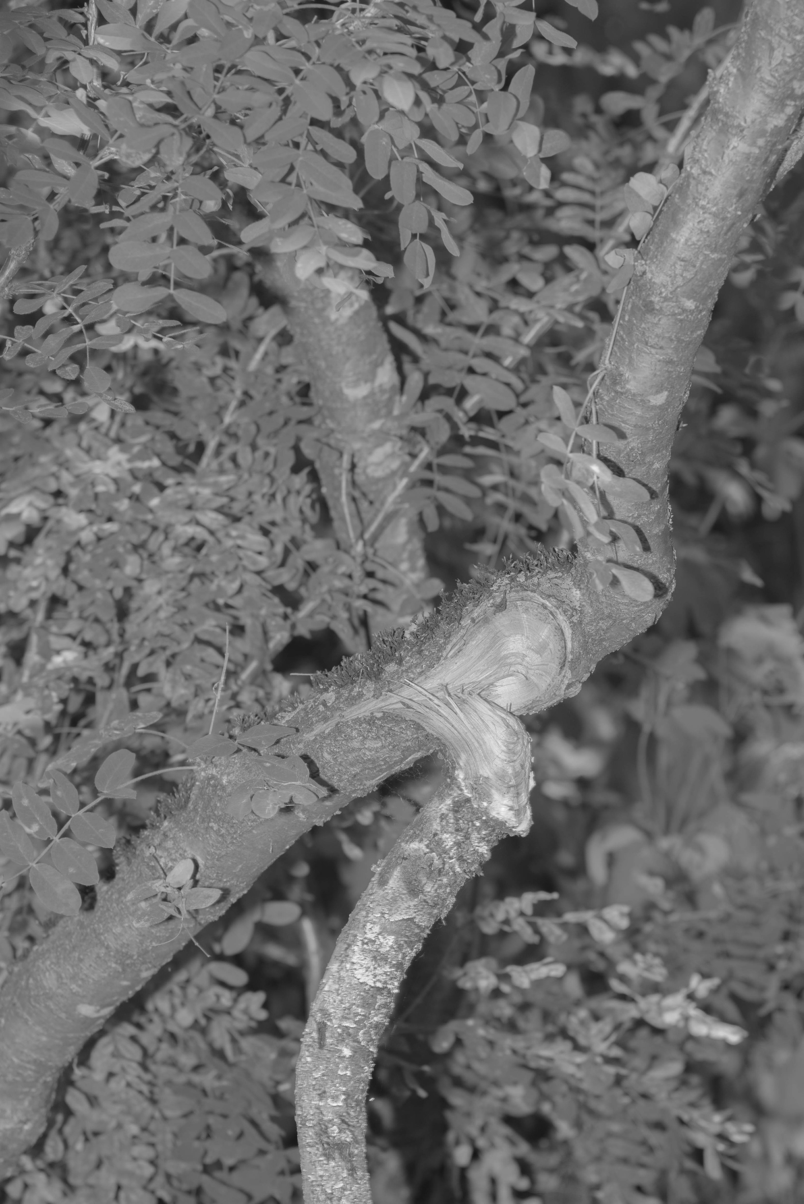 BORN AND RAISED. Vlad Bulenkov