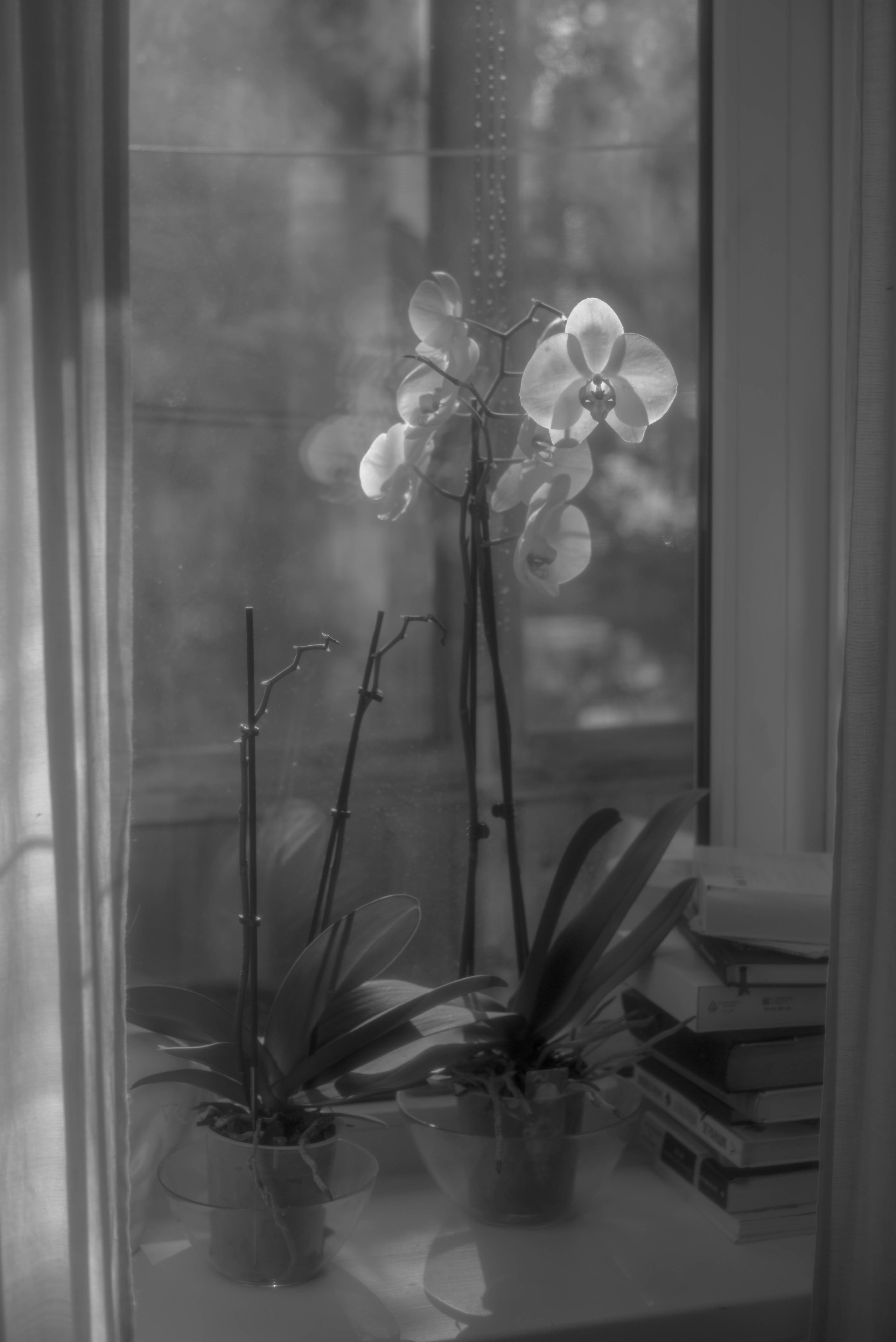 BORN AND RAISED. Vlad Bulenkov