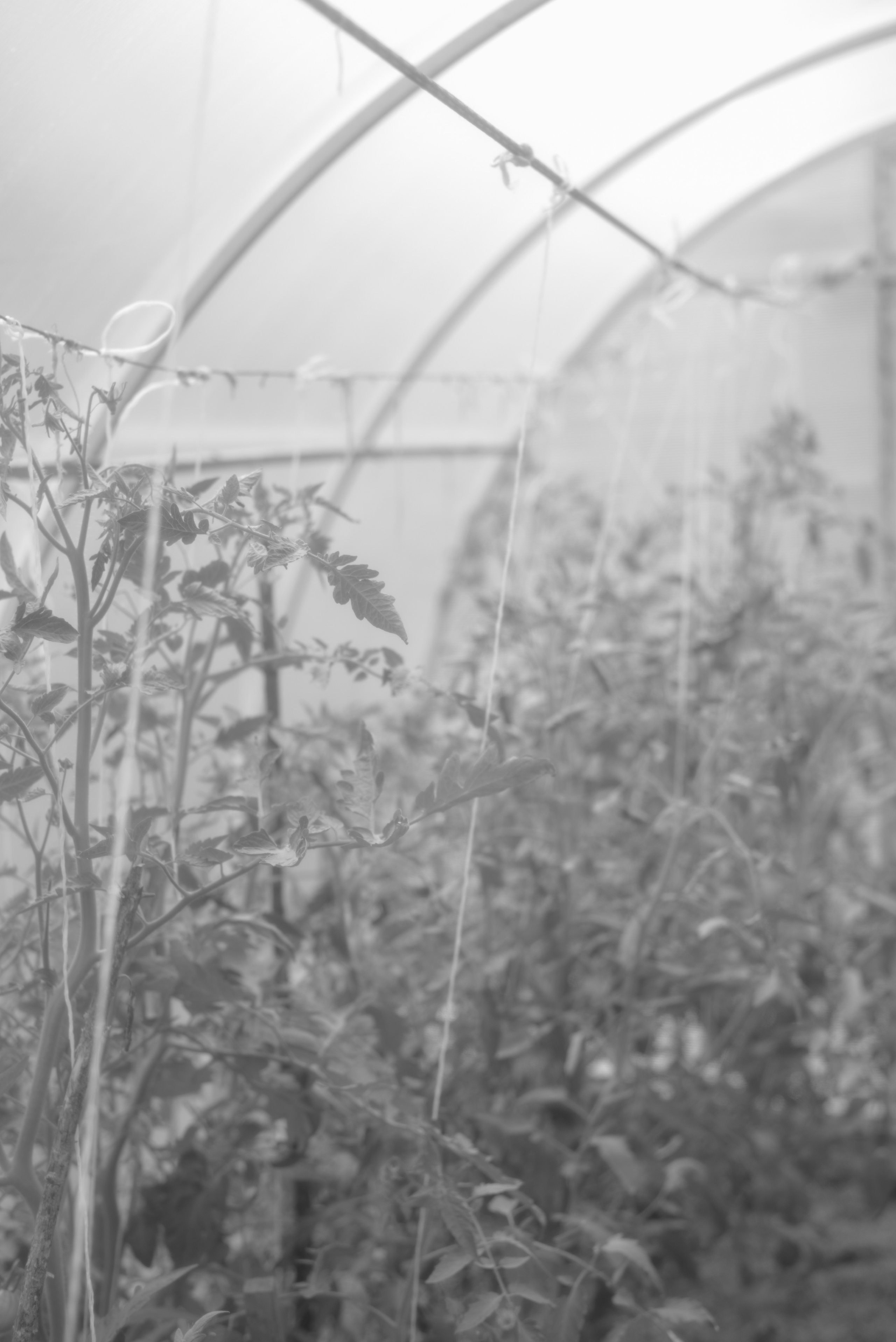 BORN AND RAISED. Vlad Bulenkov