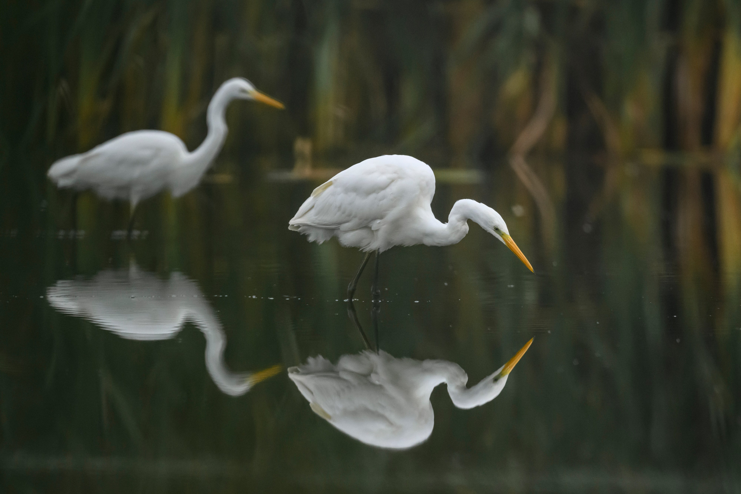 Цапли VIII. Фотограф Сергей Пупонин