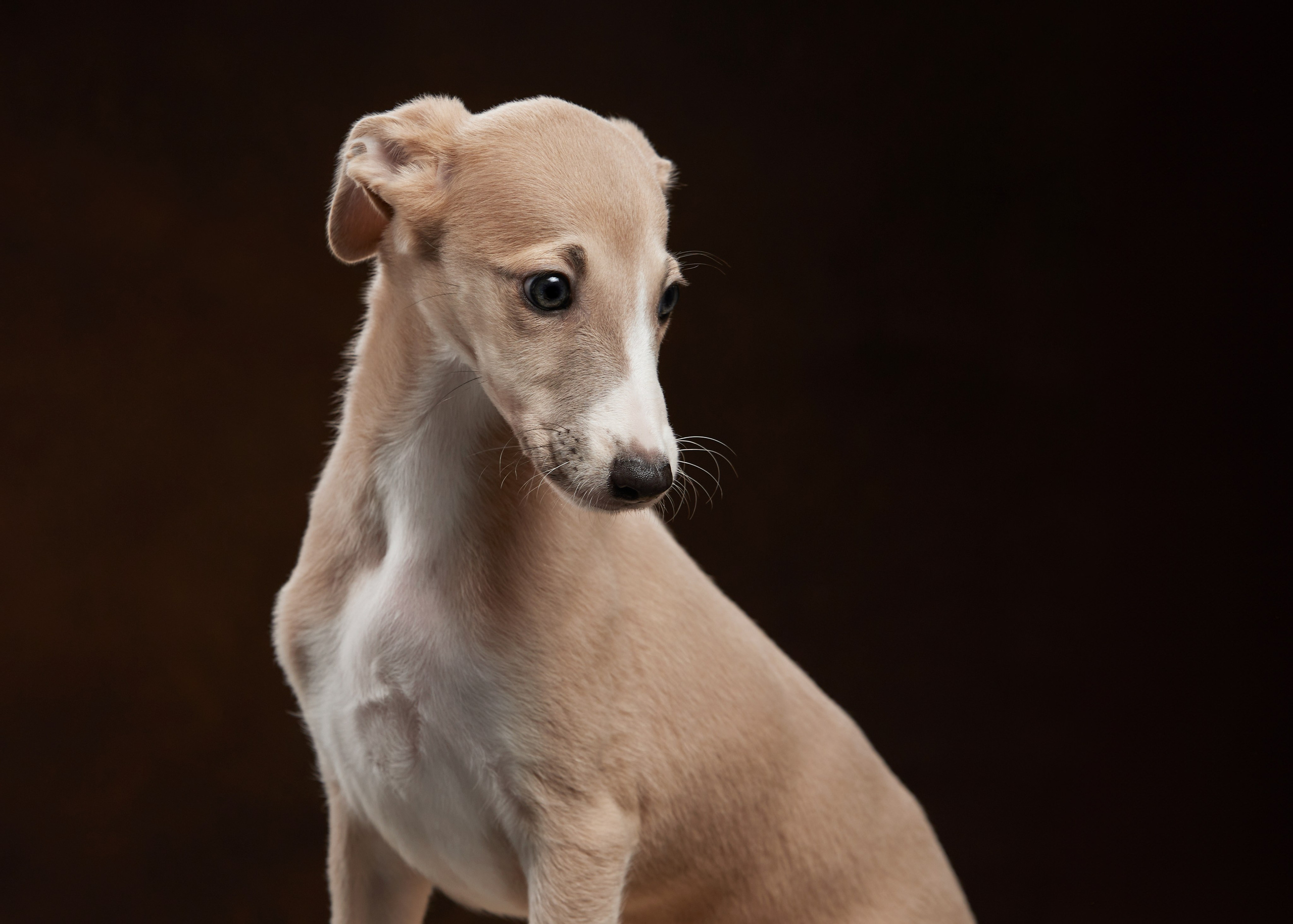 ФОТОСЪЕМКА ЩЕНКОВ НА ДОМУ. ФОТОГРАФ-АНИМАЛИСТ l LANA POLYAKOVA