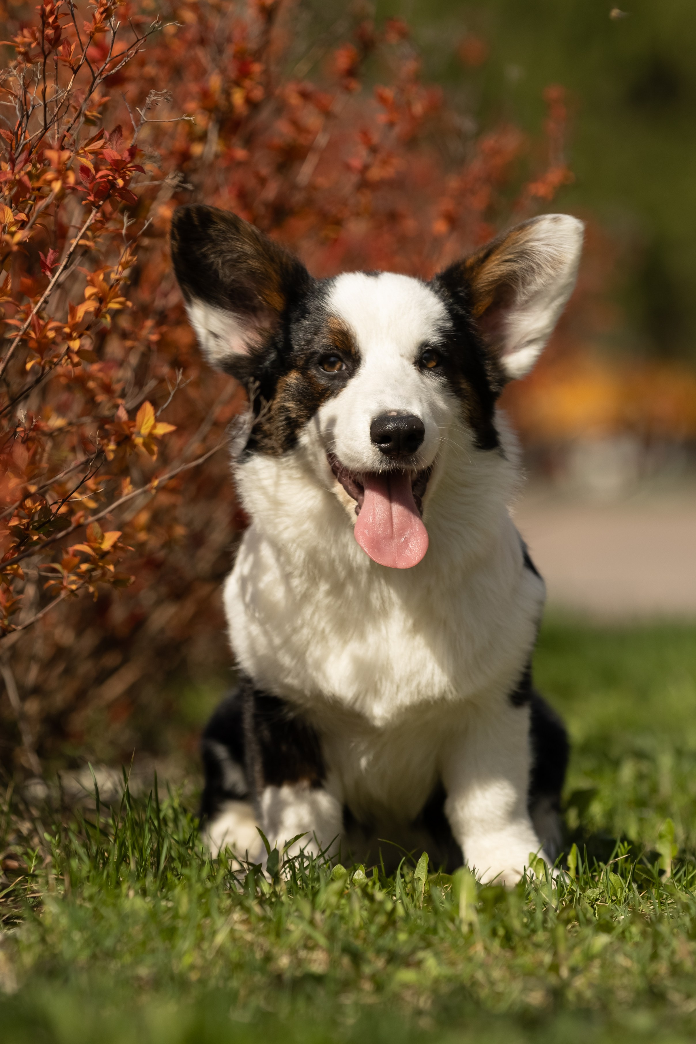 Купить щенка вельш корги кардиган из питомника Ice Fantasy. Купить щенка Вельш-корги-кардиган в семейном питомнике — Ice Fantasy