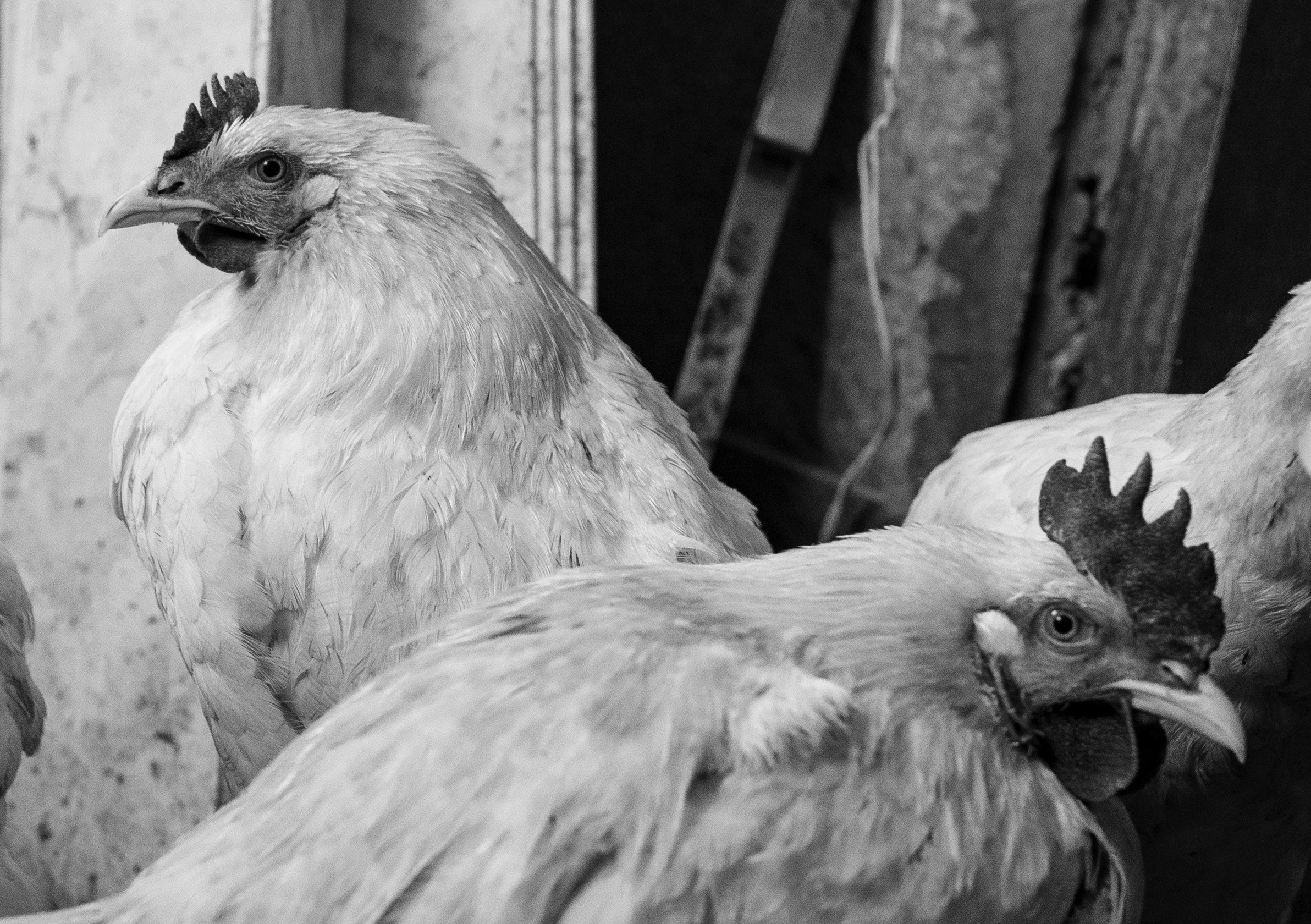 Компот с виноградом и айвой. Фотограф в Москве Алейникова Евгения