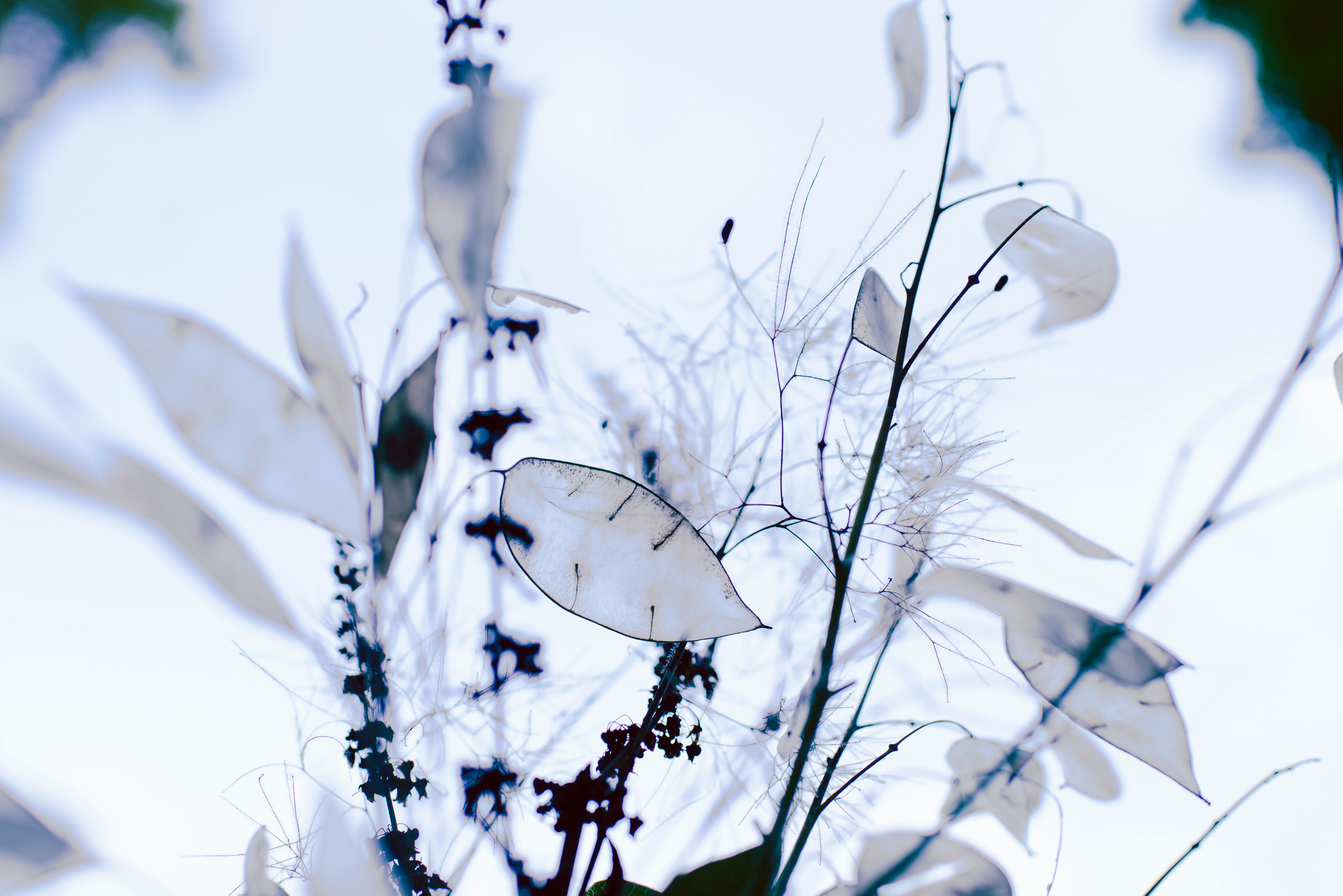 Ботанически сад имени Цицина