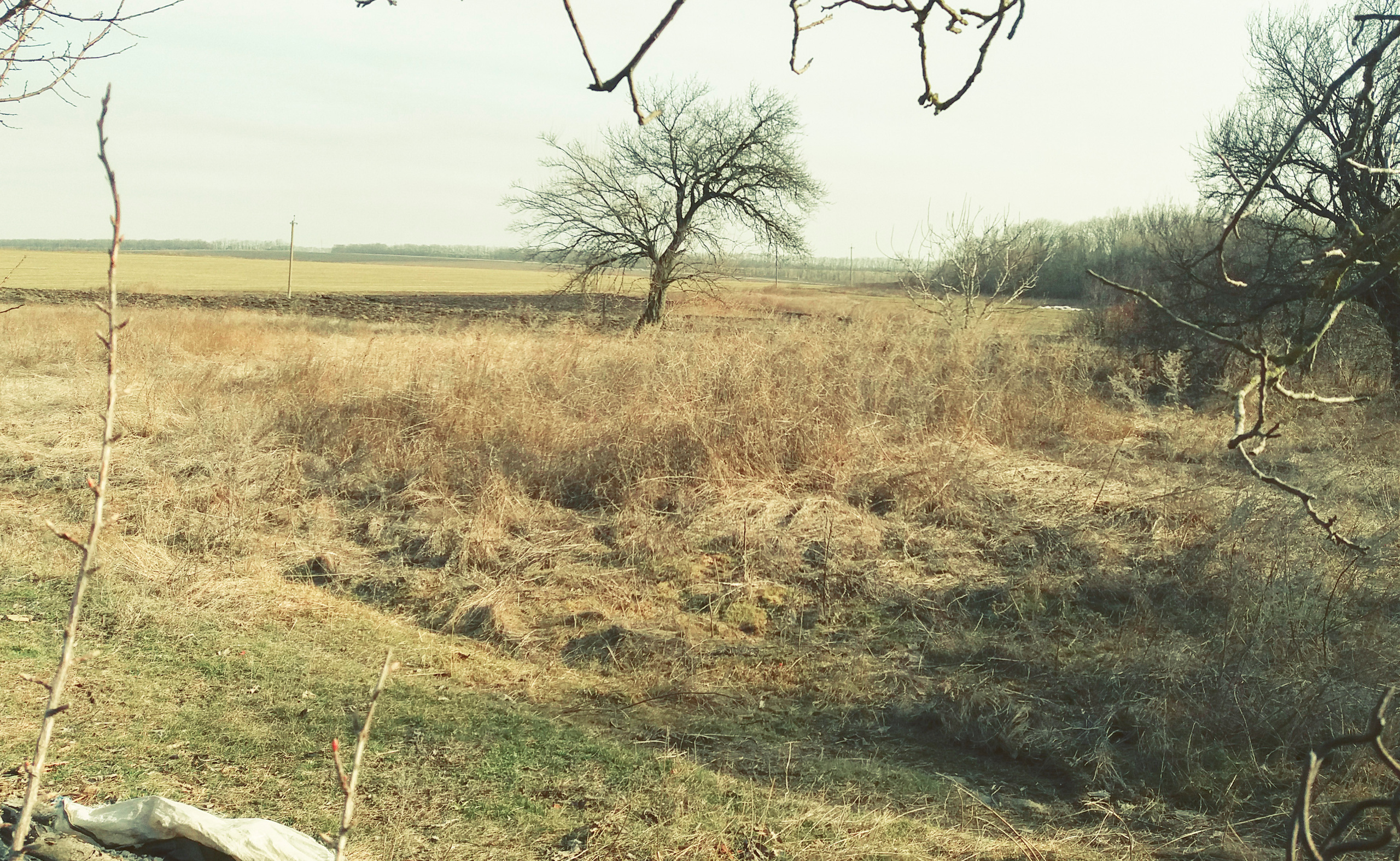 Компот с виноградом и айвой. Фотограф в Москве Алейникова Евгения