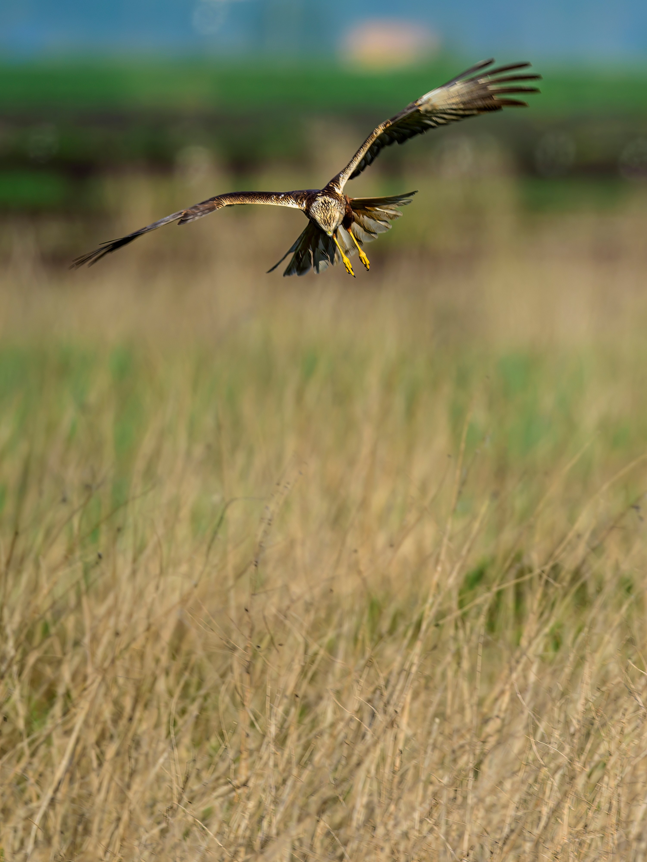Лебеди, совы и лунь. Wildlife photography by Sergey Puponin